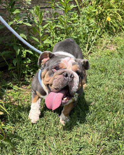 Daisy, Adoptable, Adult Female English Bulldog.