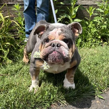 Enlarge Daisy, a Adoptable English Bulldog in New Hope, PA image 2/3
