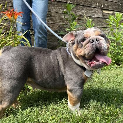 Enlarge Daisy, a Adoptable English Bulldog in New Hope, PA image 3/3