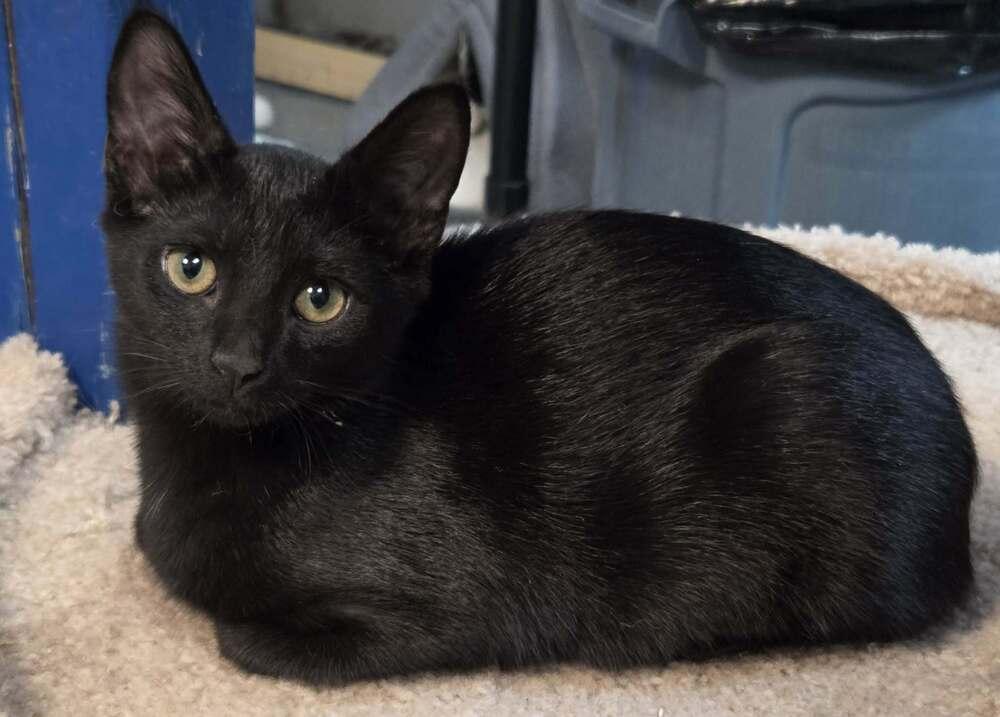 Enlarge Chloe, a Adoptable mixed breed in Woodbridge, VA image 1/3