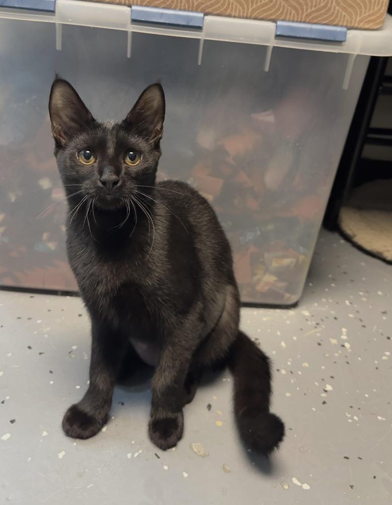 Enlarge Chloe, a Adoptable mixed breed in Woodbridge, VA image 2/3