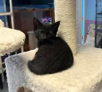 Enlarge Chloe, a Adoptable mixed breed in Woodbridge, VA image 3/3