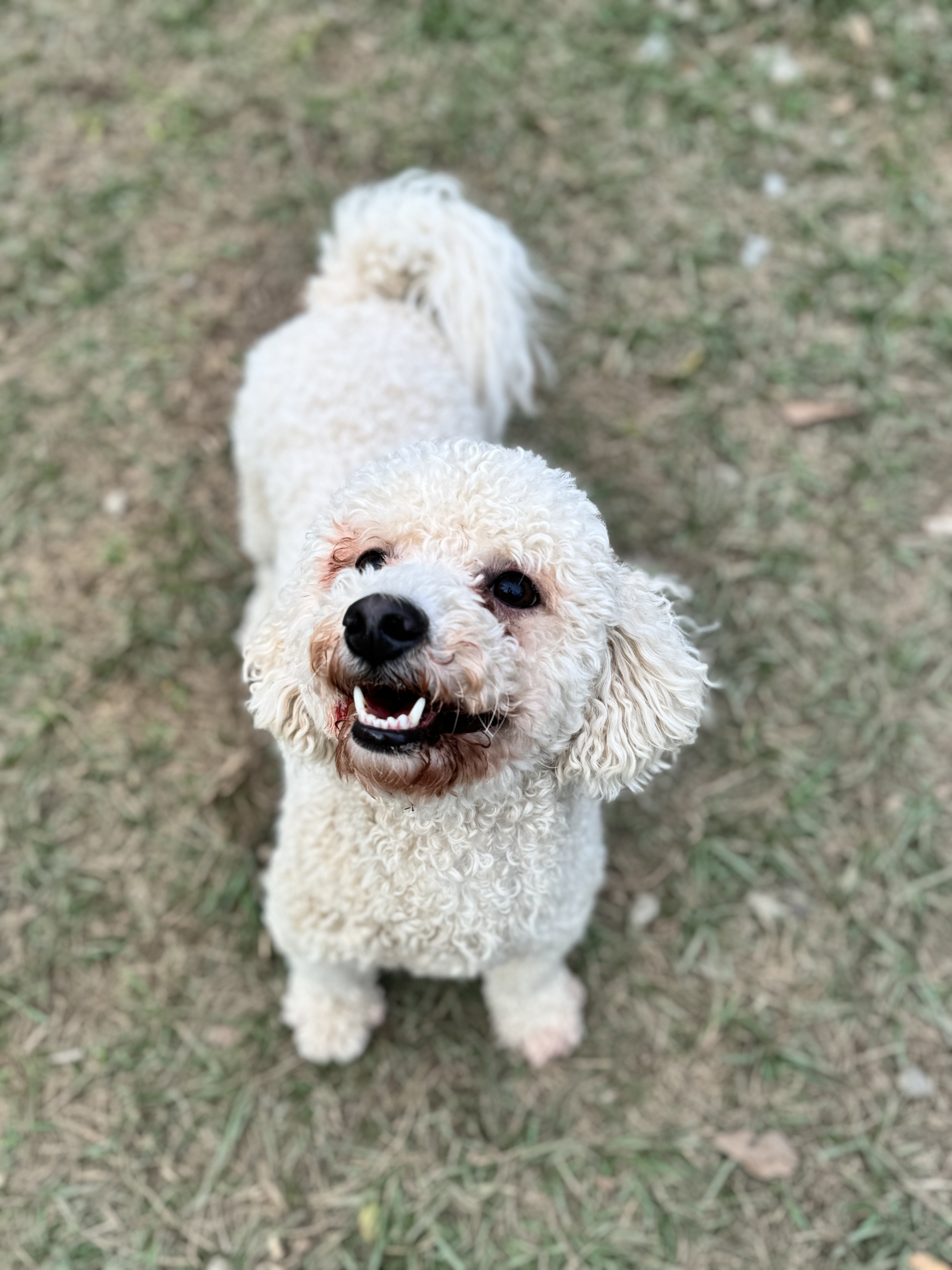Gucci, a Adoptable mixed breed in SYLVANIA, GA image 3/5
