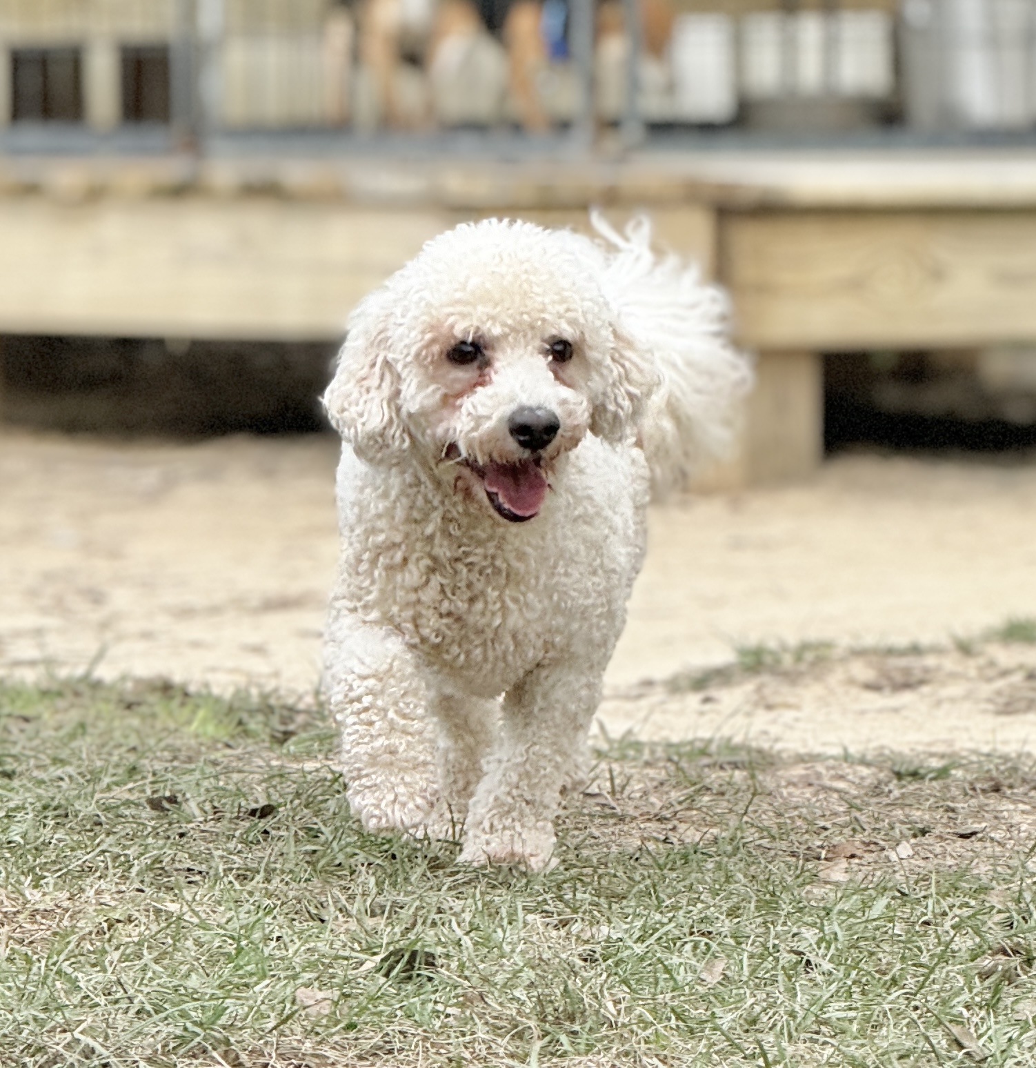 Gucci, a Adoptable mixed breed in SYLVANIA, GA image 4/5