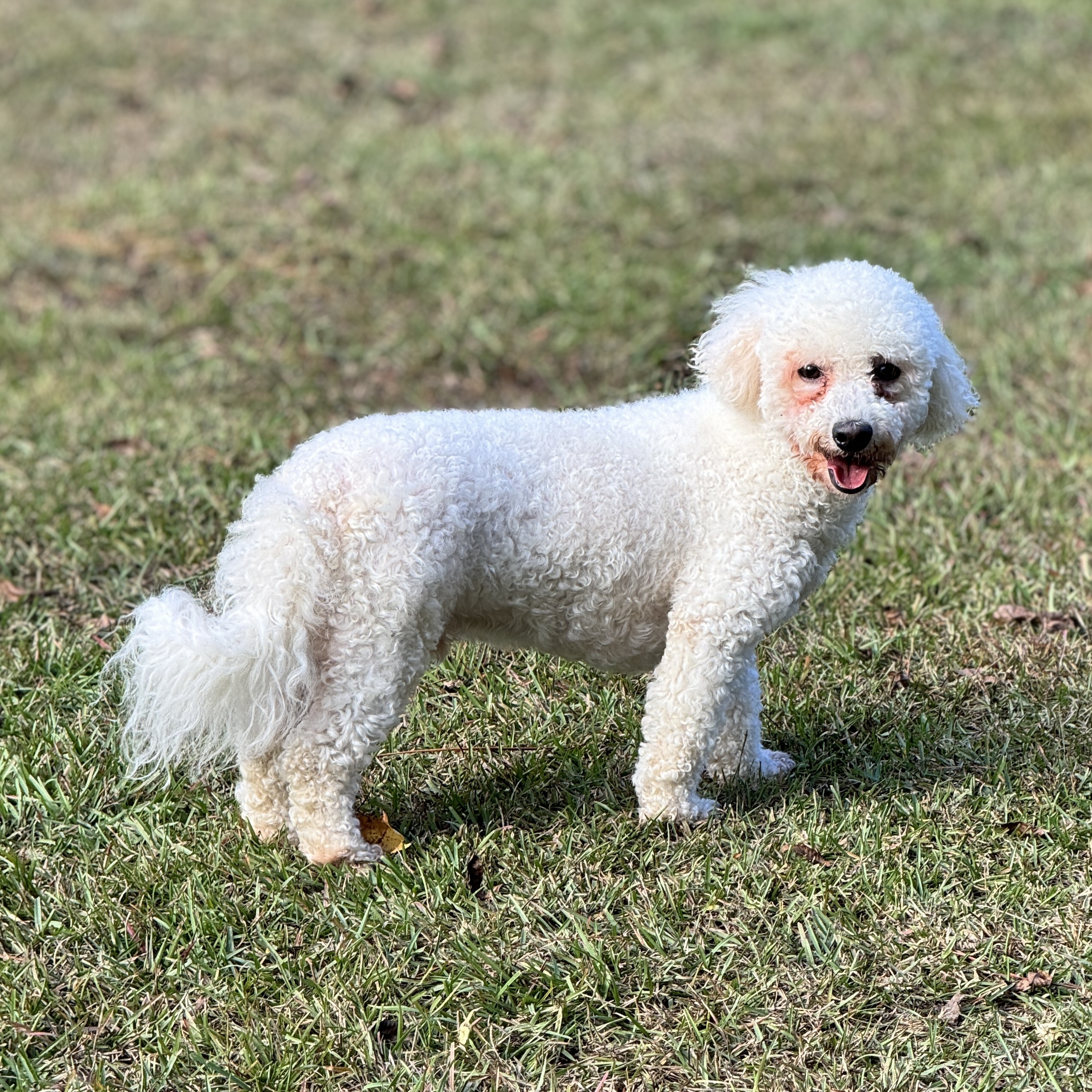 Gucci, a Adoptable mixed breed in SYLVANIA, GA image 1/5
