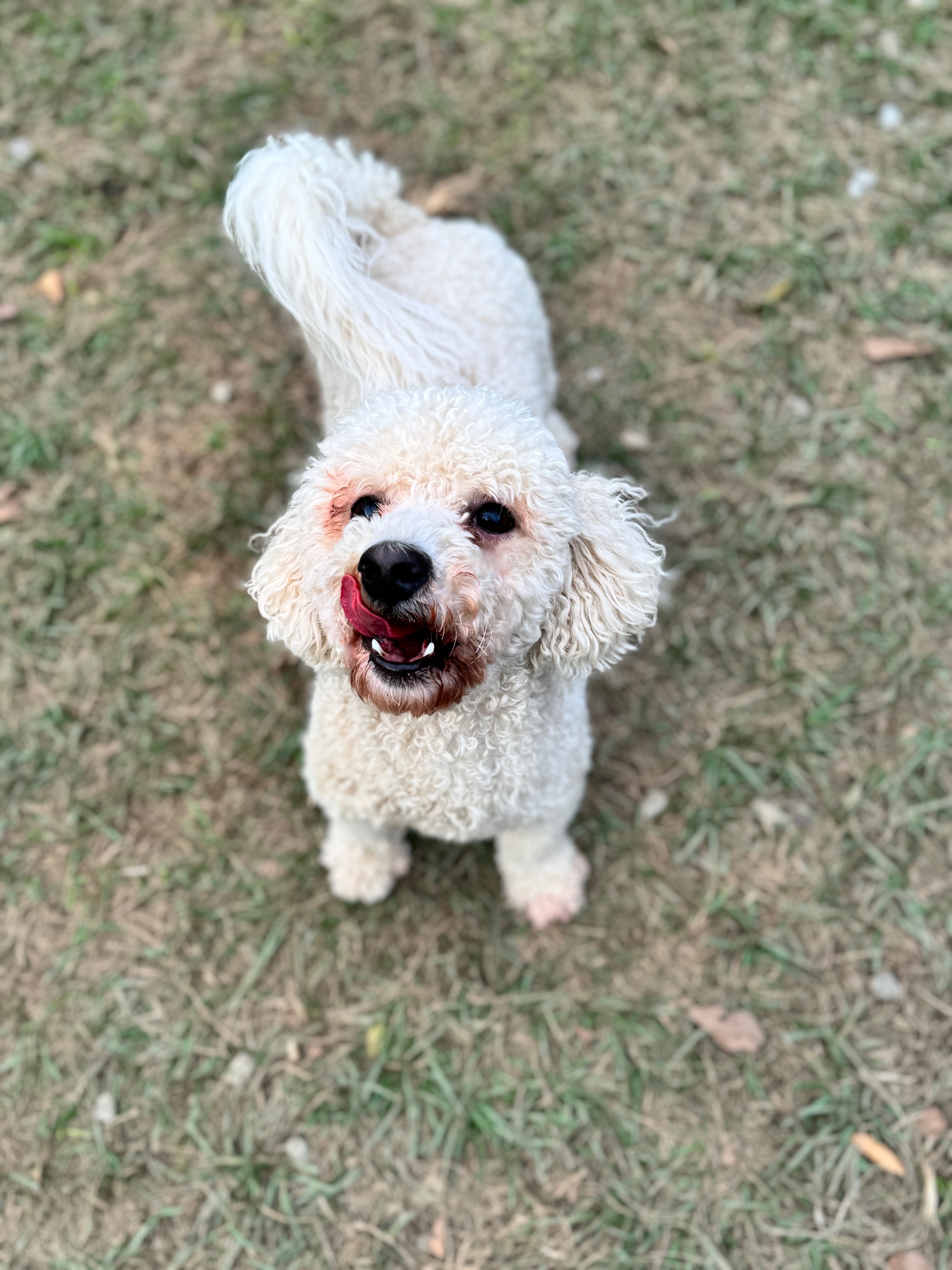 Gucci, a Adoptable mixed breed in SYLVANIA, GA image 5/5