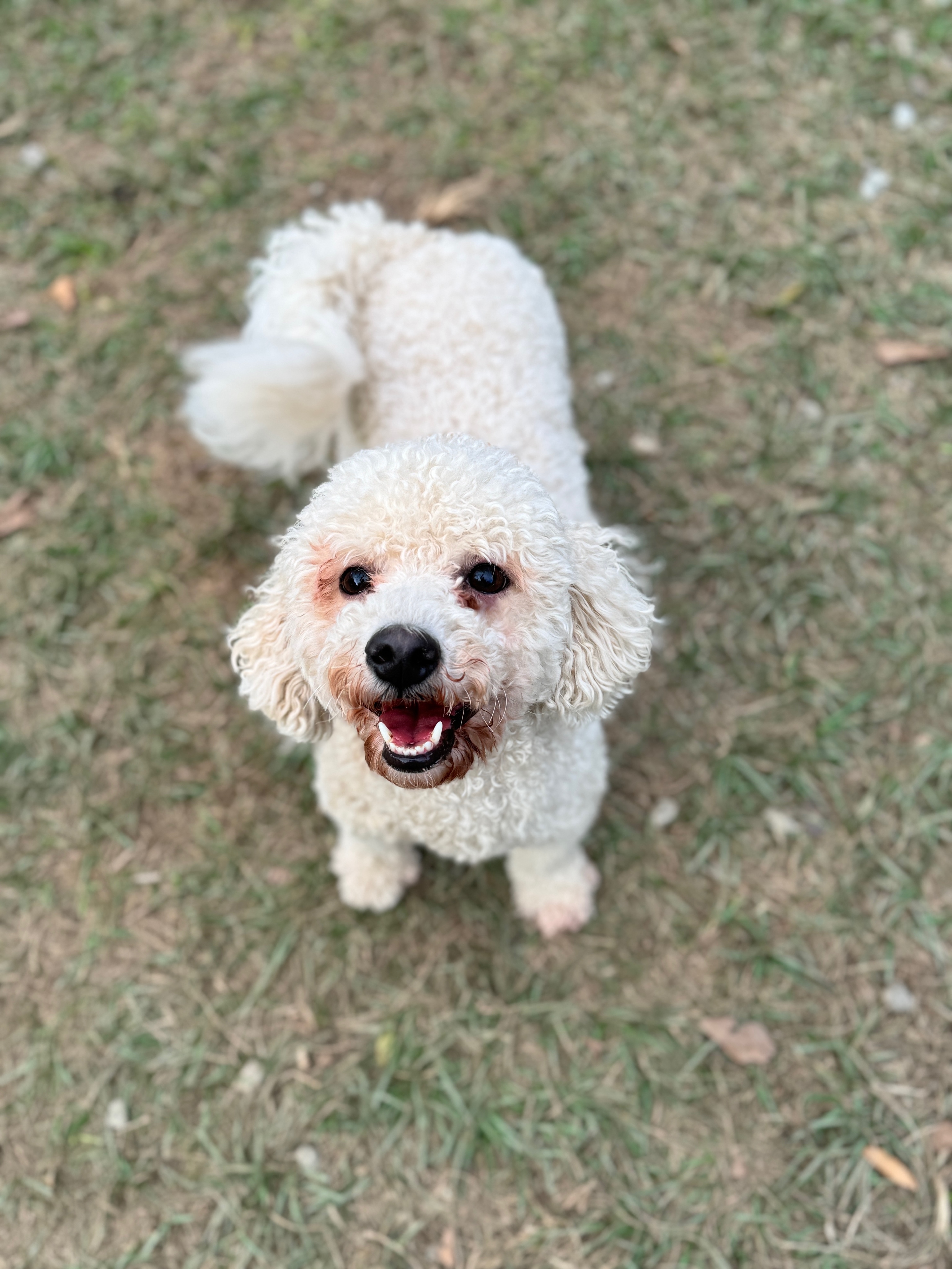 Gucci, a Adoptable mixed breed in SYLVANIA, GA image 2/5