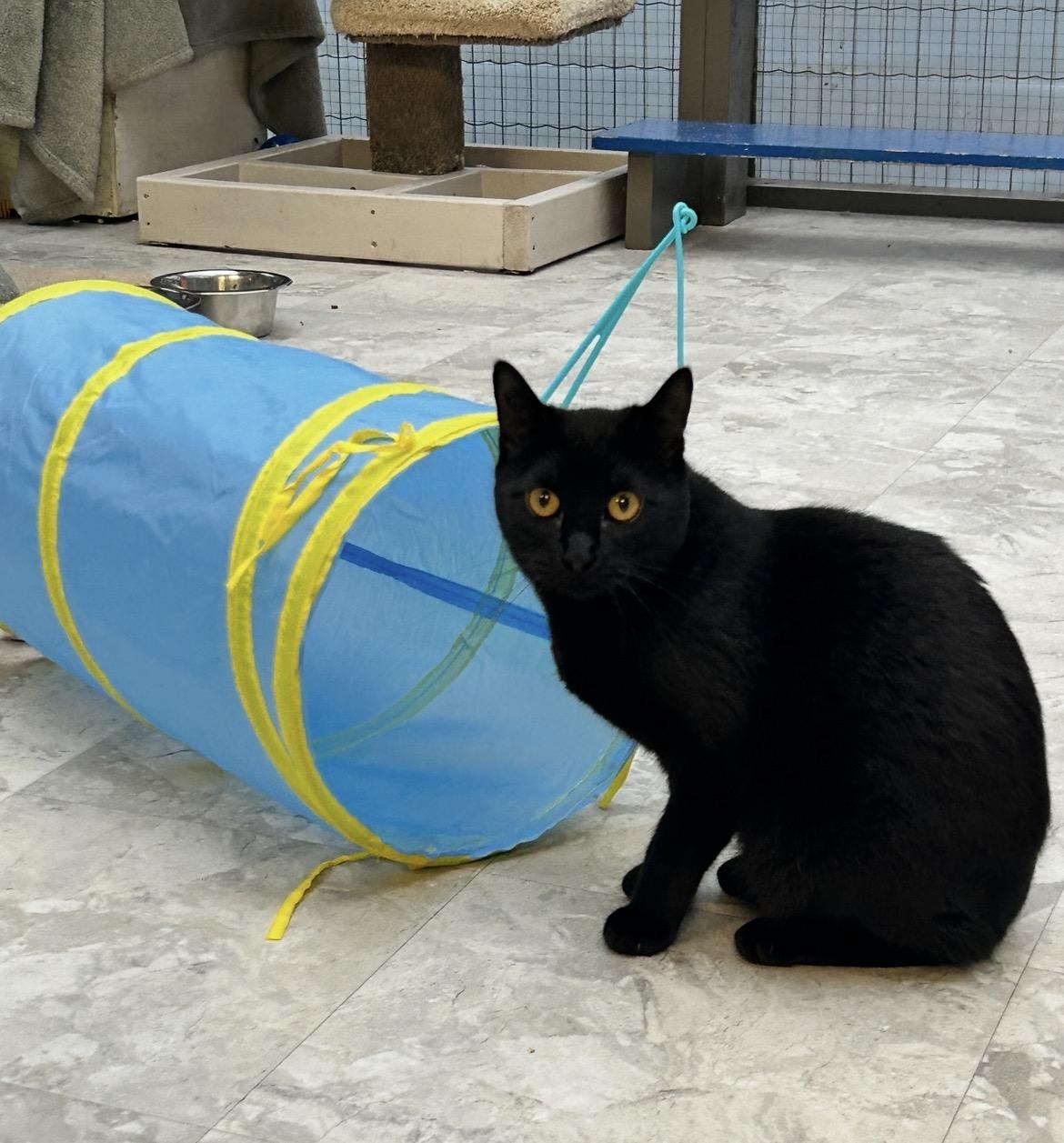 Enlarge Gianluca, a ADOPTABLE Domestic Short Hair in Maple Ridge, BC image 5/6