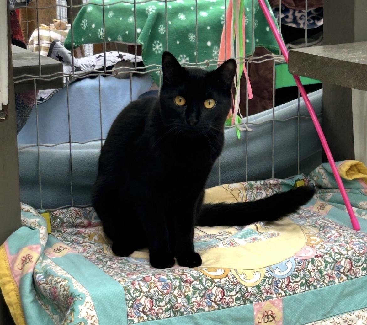 Enlarge Gianluca, a ADOPTABLE Domestic Short Hair in Maple Ridge, BC image 4/6