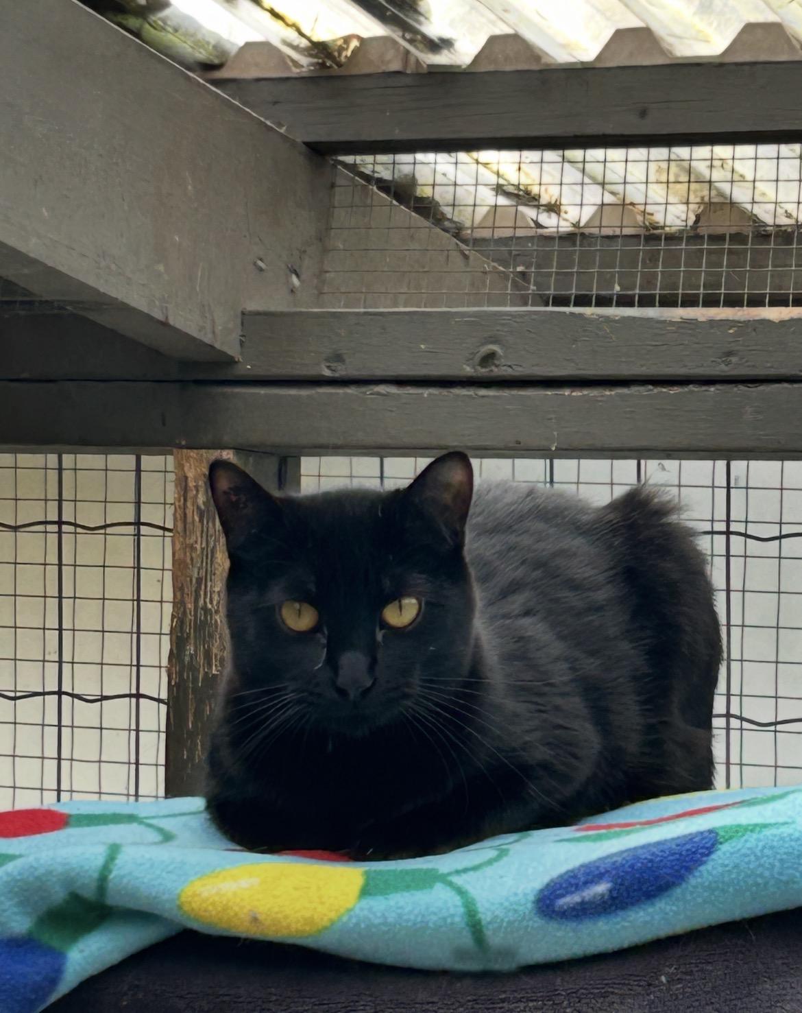 Enlarge Gianluca, a ADOPTABLE Domestic Short Hair in Maple Ridge, BC image 2/6