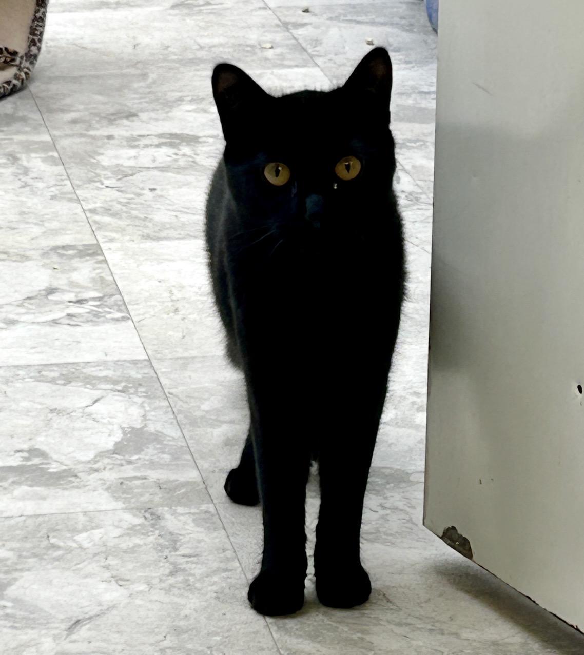 Enlarge Gianluca, a ADOPTABLE Domestic Short Hair in Maple Ridge, BC image 3/6