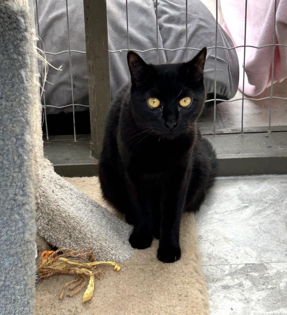 Enlarge Gianluca, a ADOPTABLE Domestic Short Hair in Maple Ridge, BC image 1/6