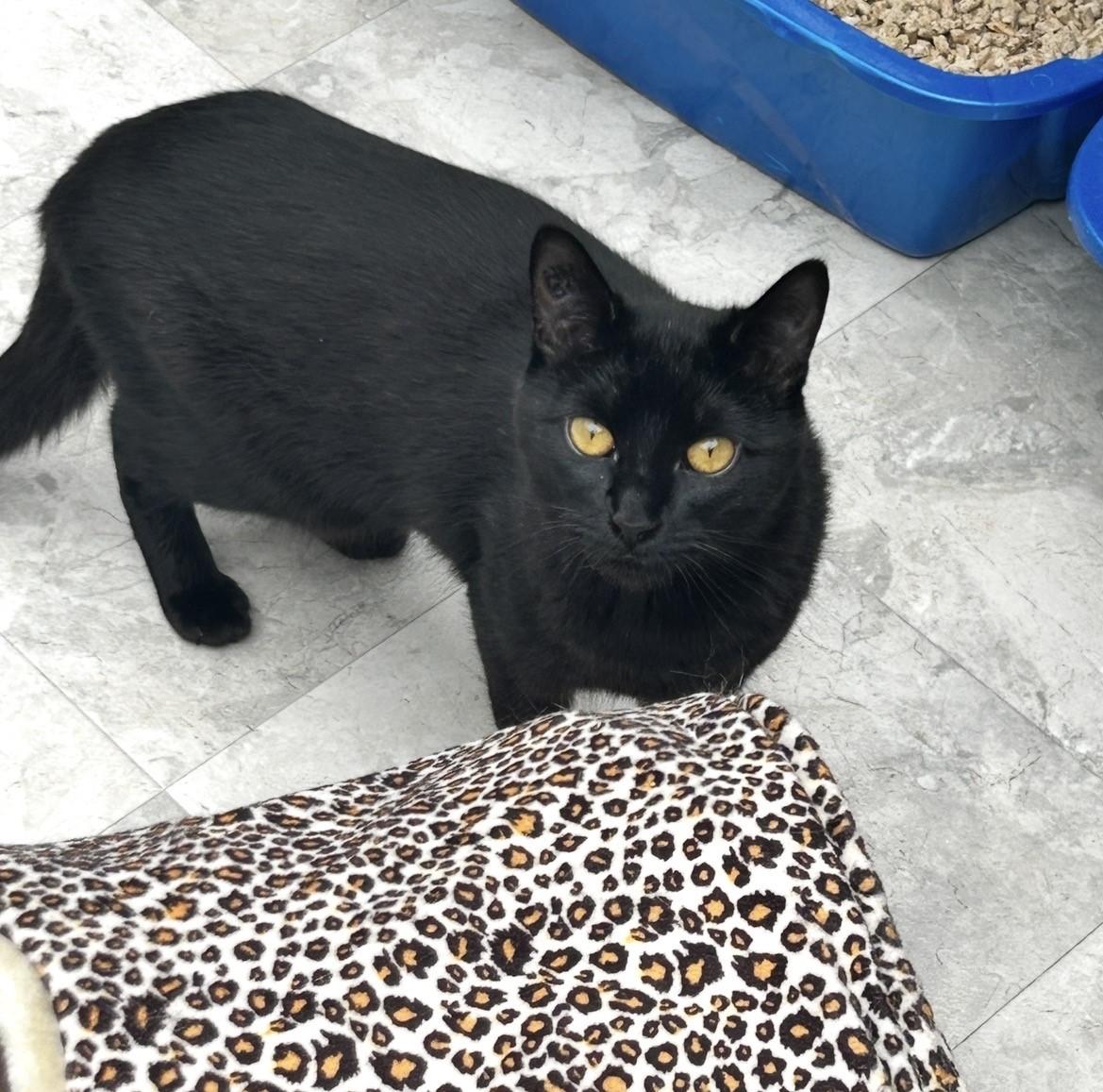 Enlarge Gianluca, a ADOPTABLE Domestic Short Hair in Maple Ridge, BC image 6/6