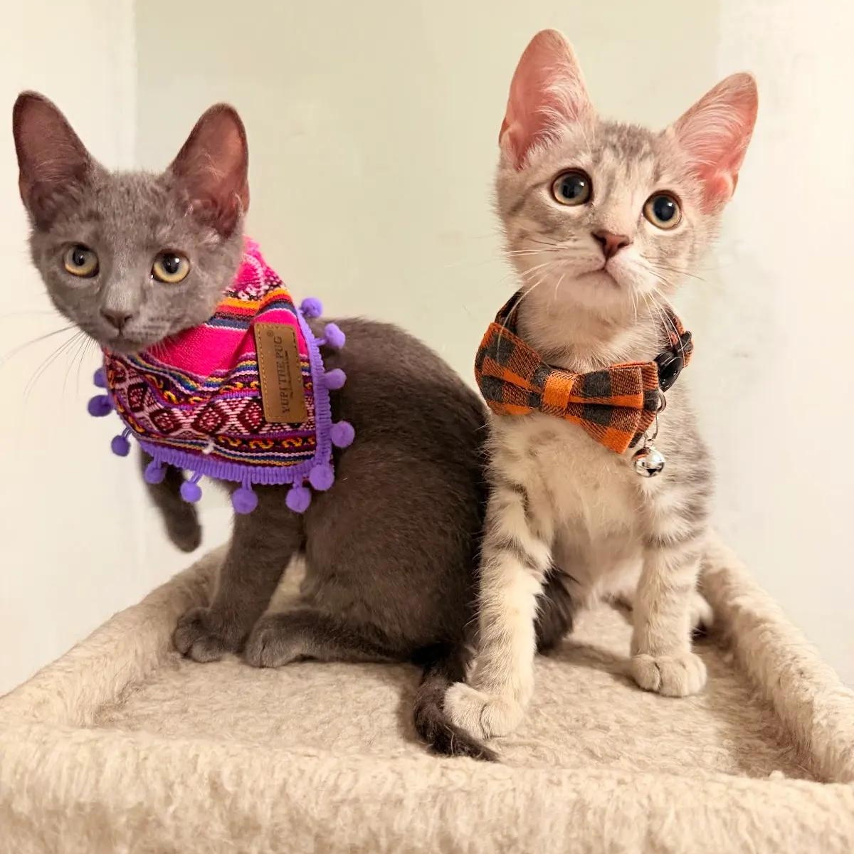 Enlarge Nick and Sheba, an adopted mixed breed in boston, MA image 1/6