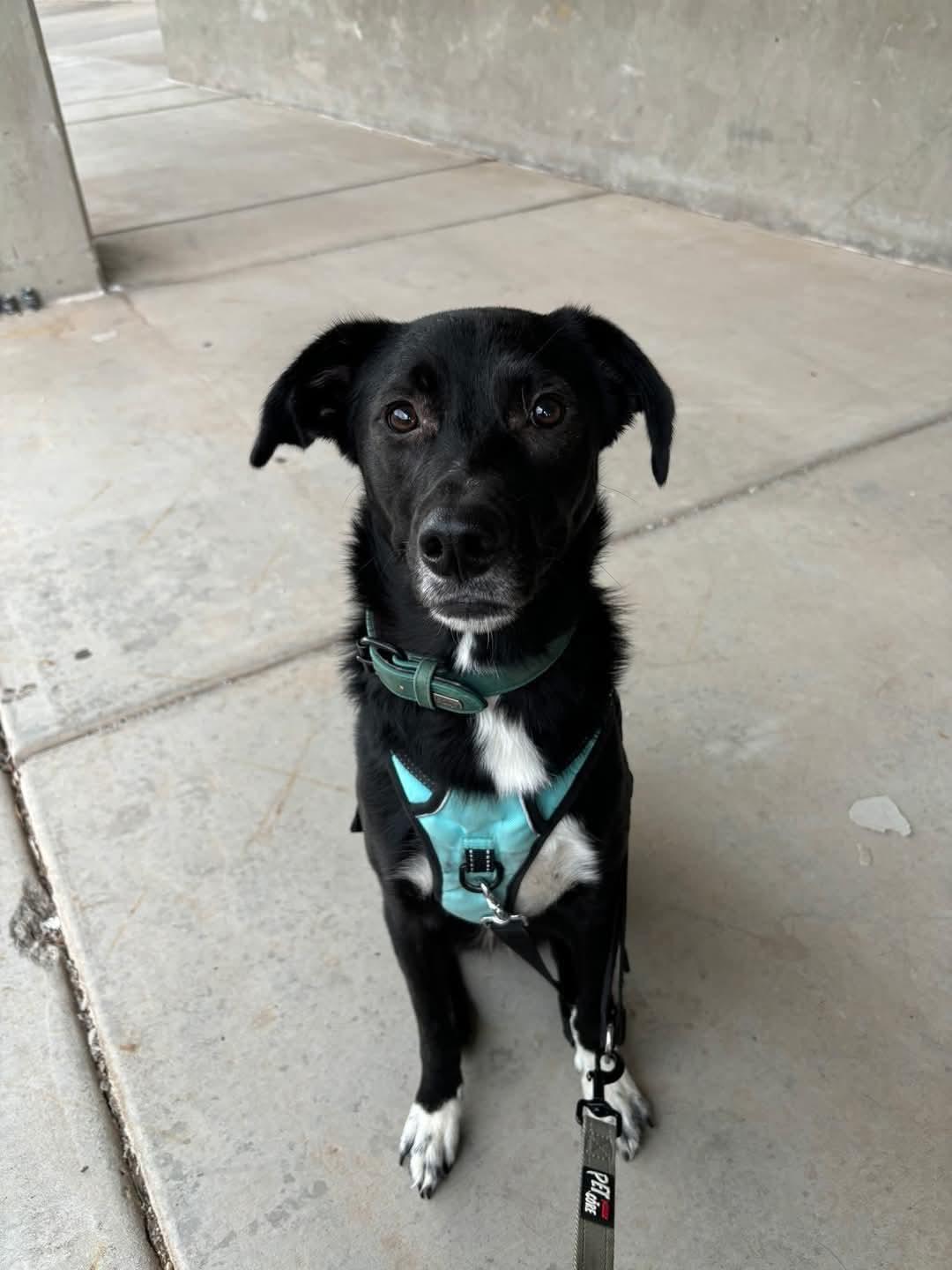 Enlarge Wyatt, a Adoptable mixed breed in Parker, AZ image 1/1