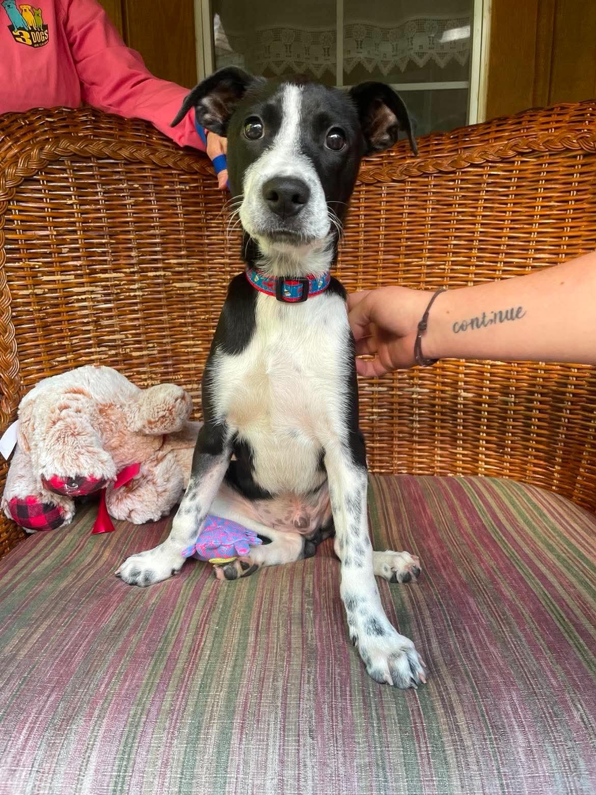 Kilmore, Adoptable, Puppy Male Mixed Breed.