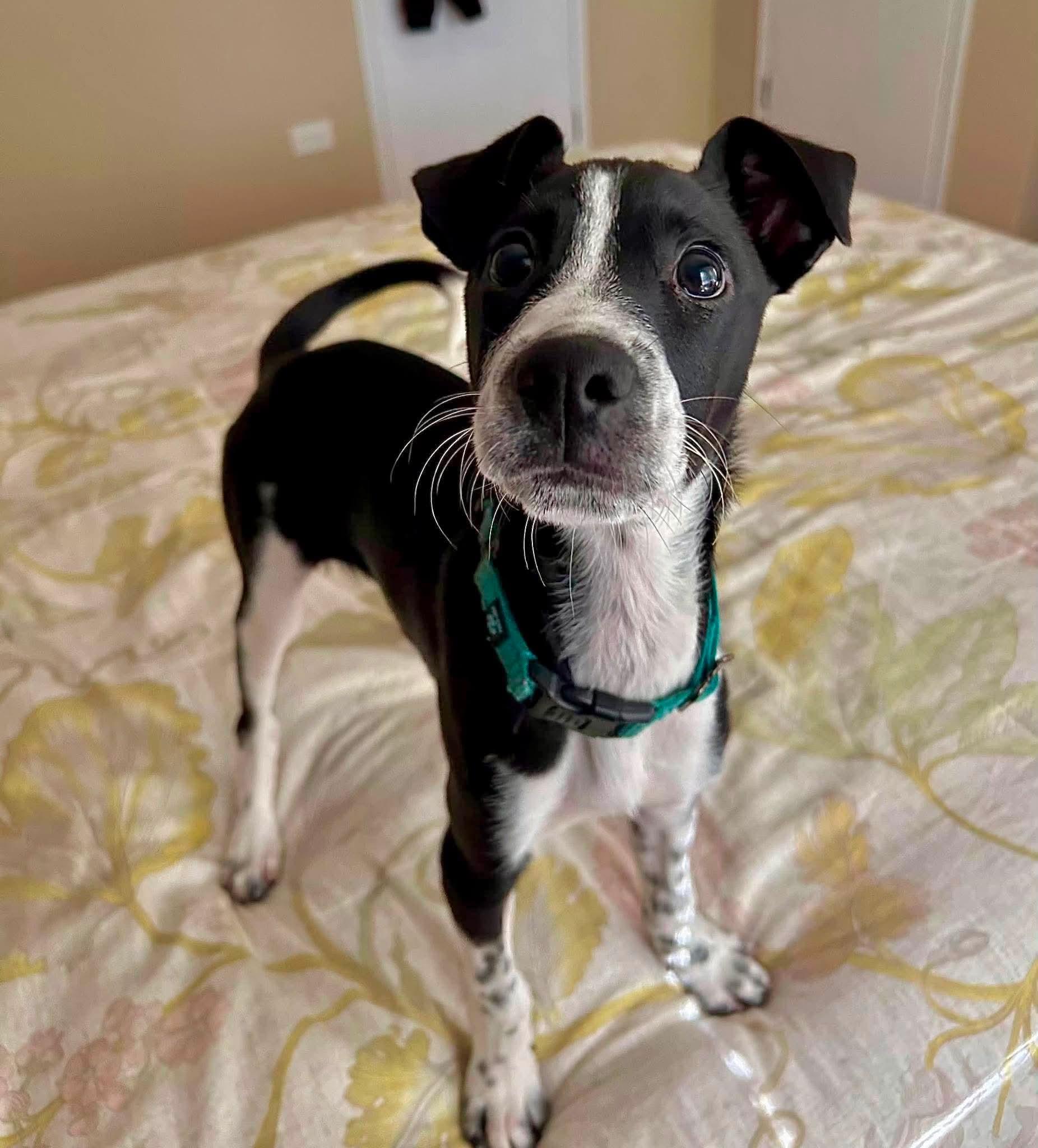 Kilmore, Adoptable, Puppy Male Mixed Breed.