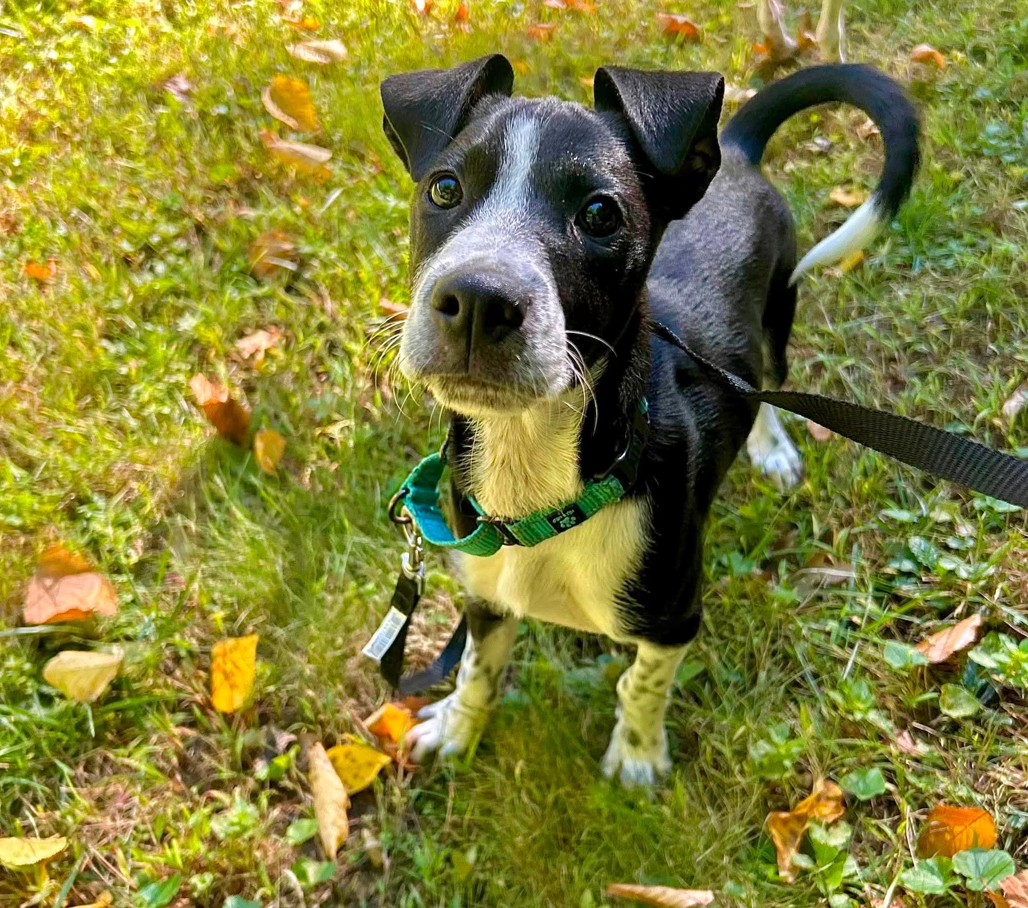Enlarge Kilmore, a Adoptable Mixed Breed in Berwick, ME image 2/2