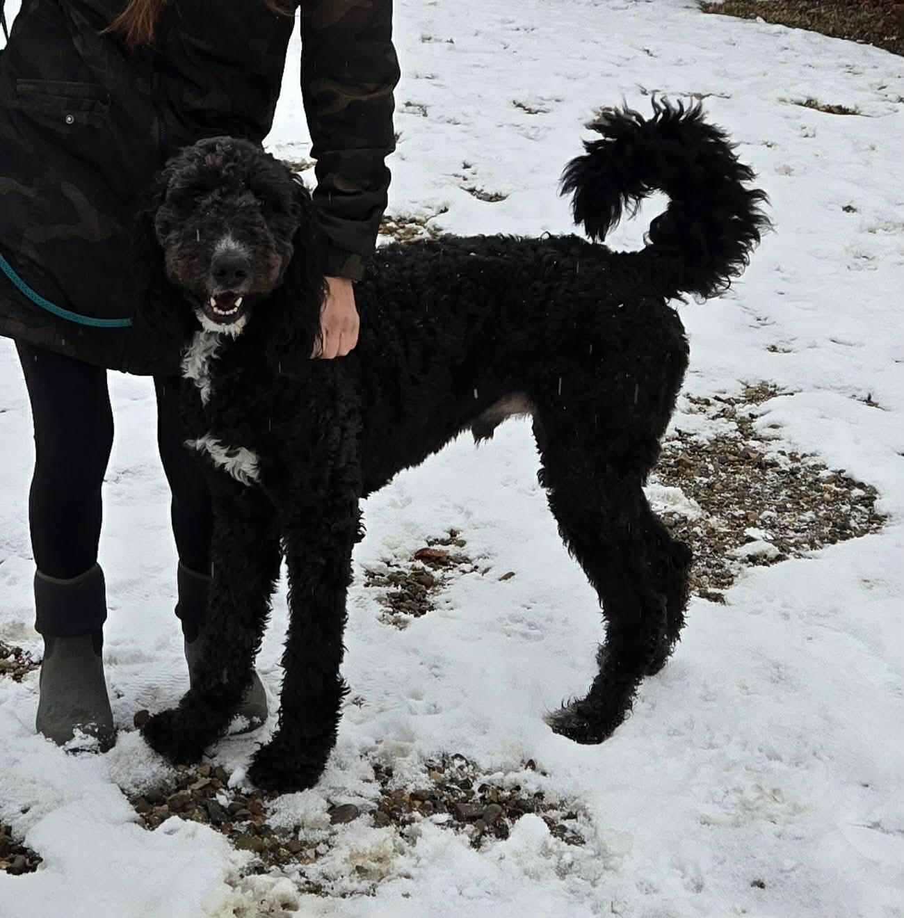 Enlarge Rex , a ADOPTABLE mixed breed in North Olmsted, OH image 6/6