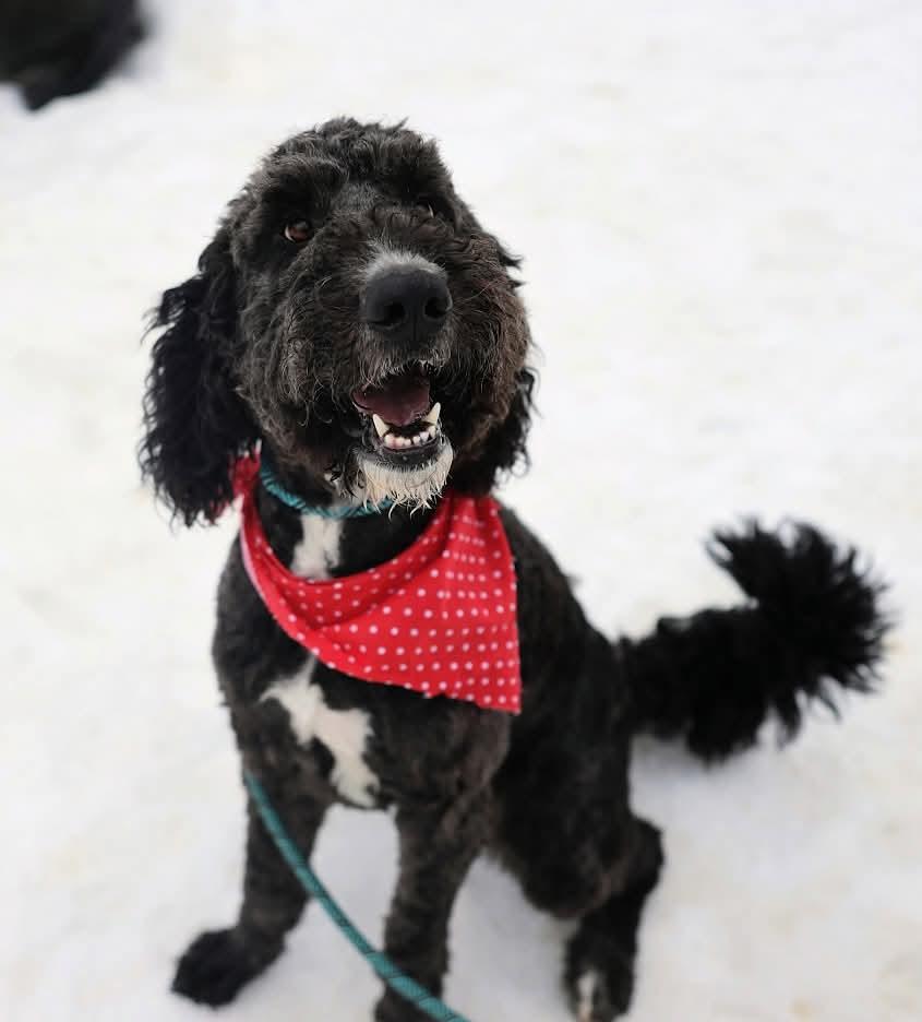 Enlarge Rex , a ADOPTABLE mixed breed in North Olmsted, OH image 3/6
