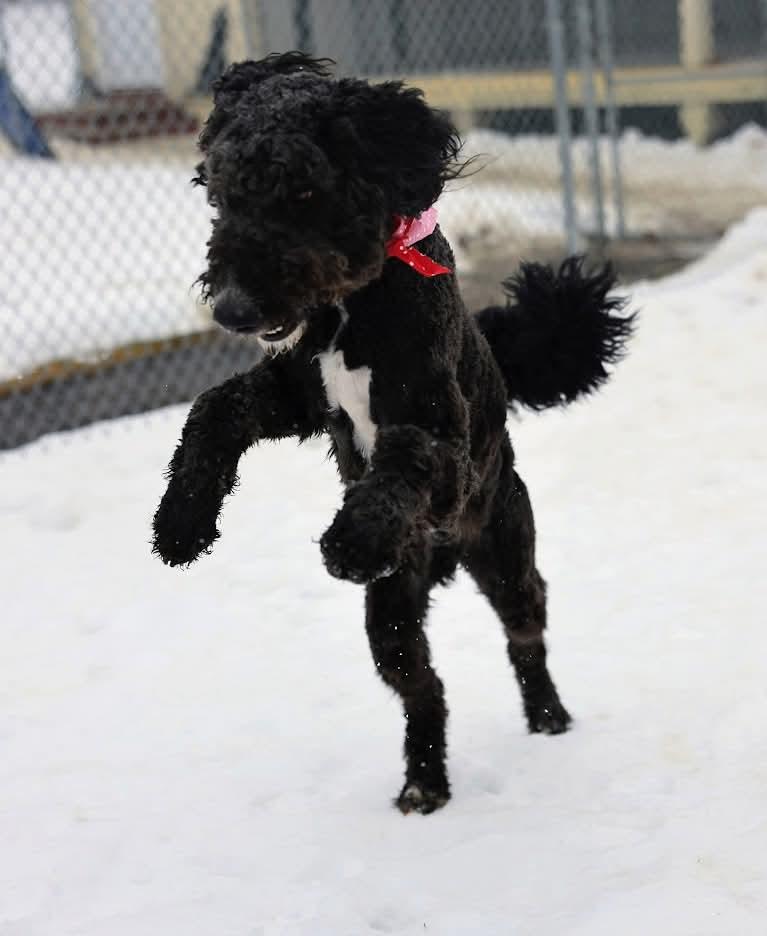Enlarge Rex , a ADOPTABLE mixed breed in North Olmsted, OH image 5/6