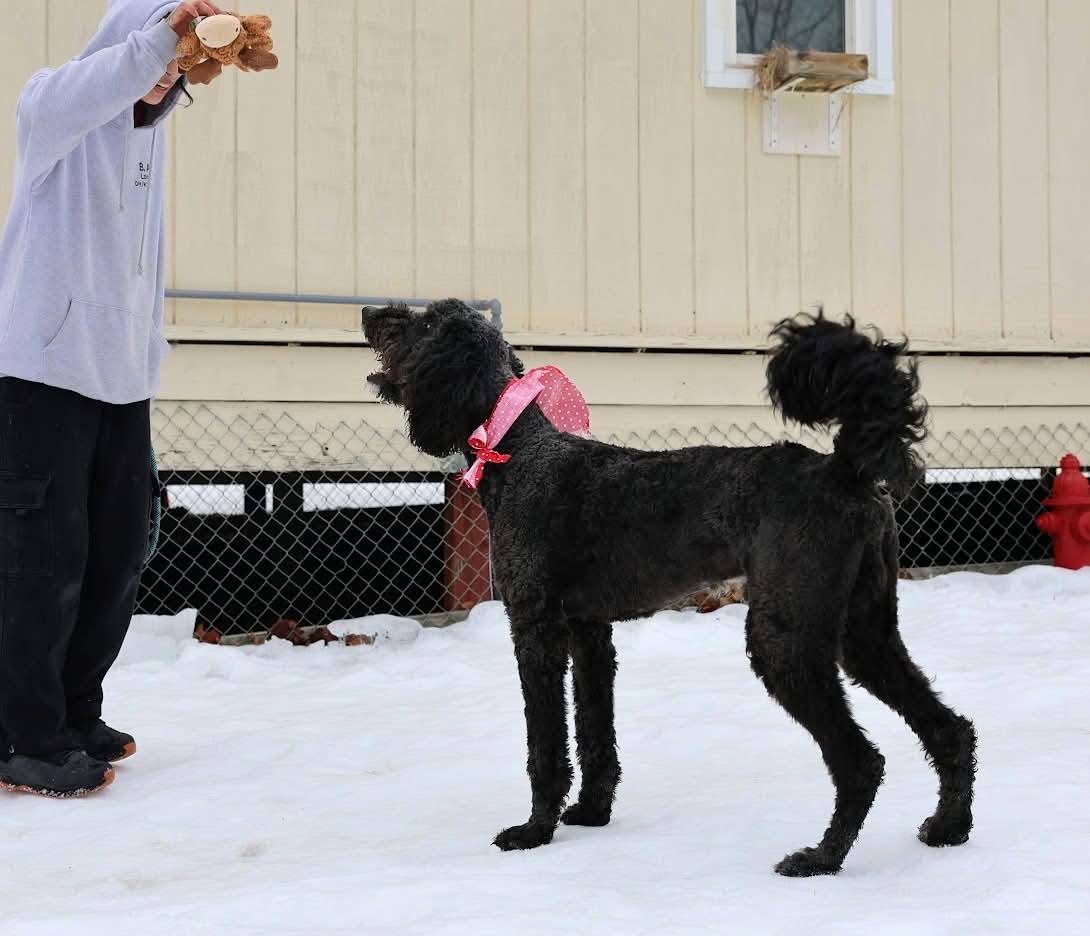 Enlarge Rex , a ADOPTABLE mixed breed in North Olmsted, OH image 2/6