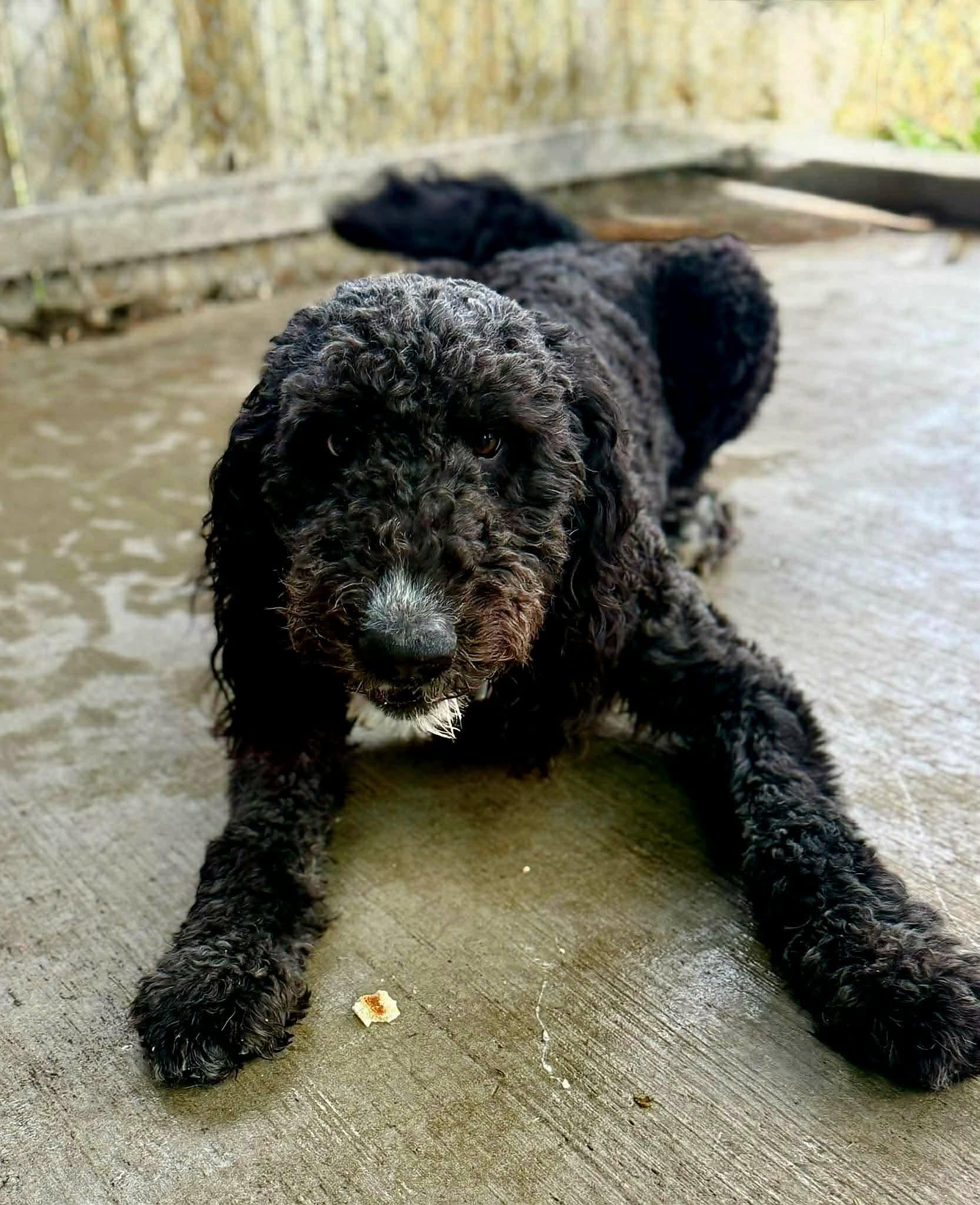 Enlarge Rex , a ADOPTABLE mixed breed in North Olmsted, OH image 2/6