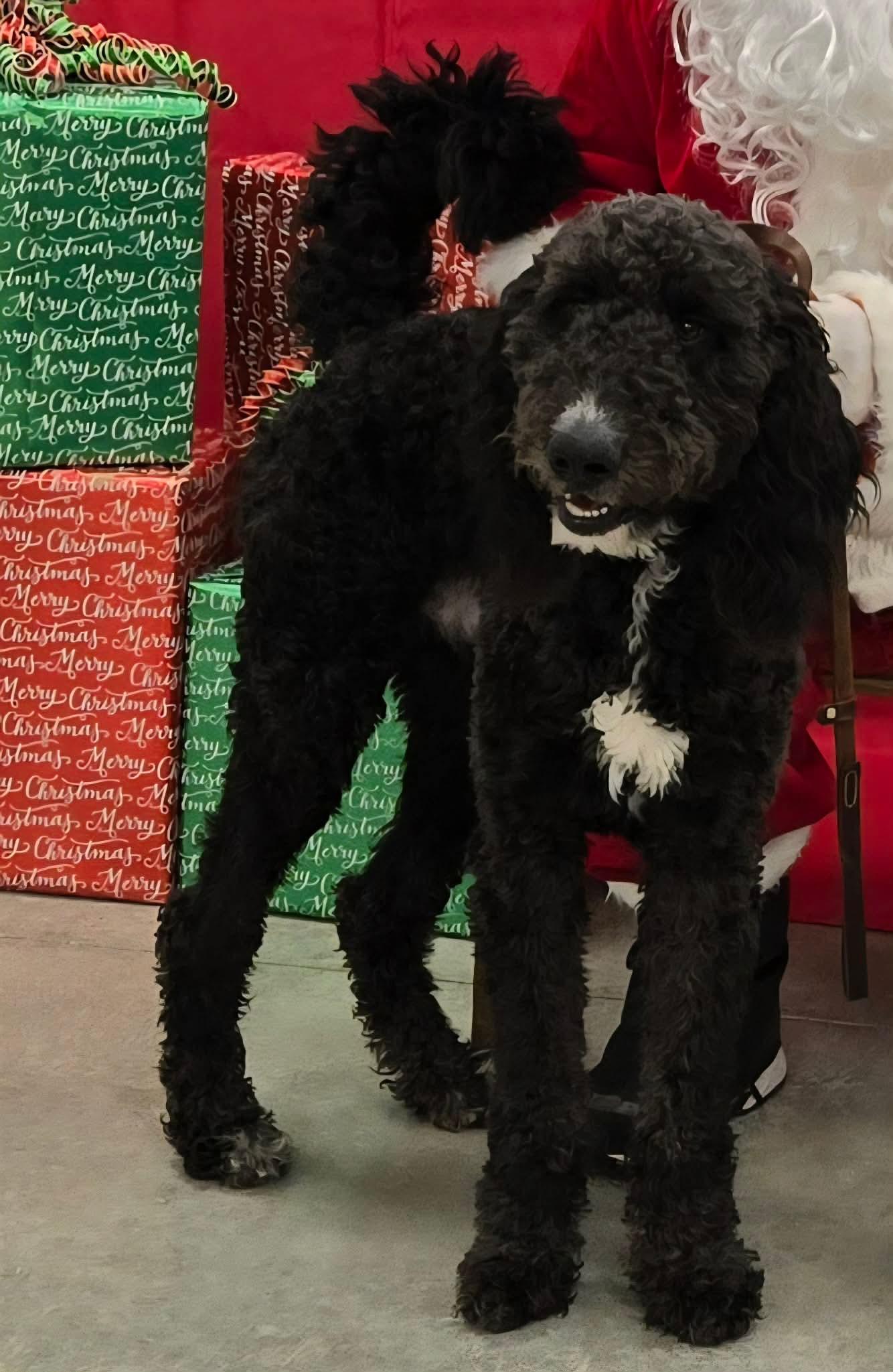 Enlarge Rex , a ADOPTABLE mixed breed in North Olmsted, OH image 4/6