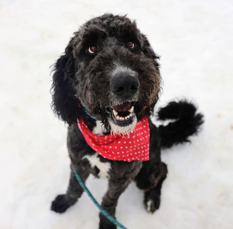 Enlarge Rex , a ADOPTABLE mixed breed in North Olmsted, OH image 1/6