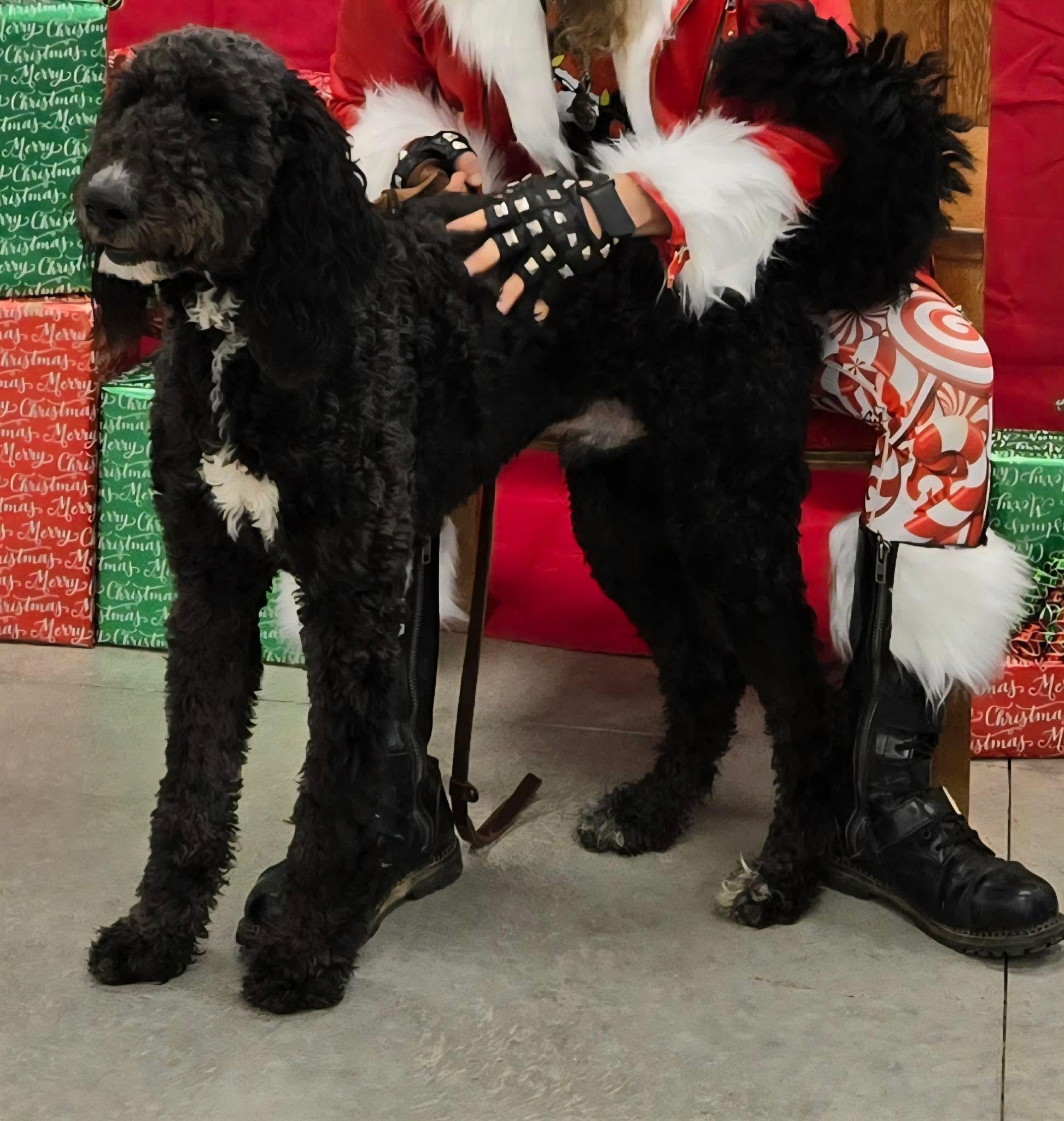 Enlarge Rex , a ADOPTABLE mixed breed in North Olmsted, OH image 3/6