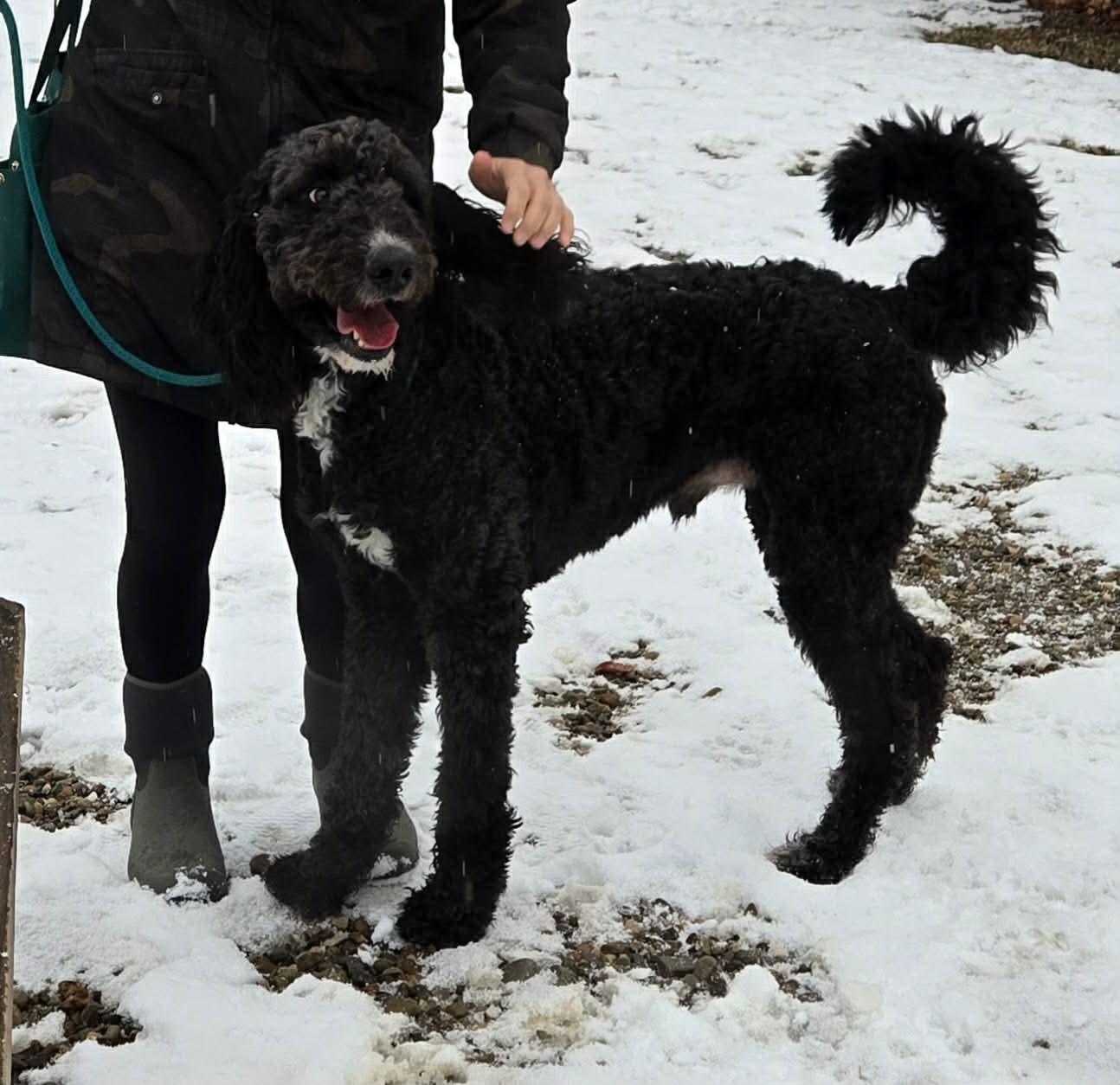 Rex , ADOPTABLE, Young Male Labradoodle & Poodle.
