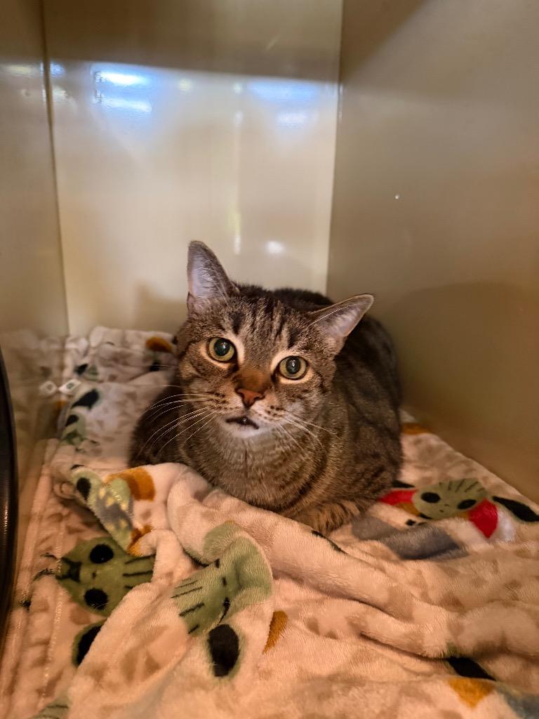 Enlarge Leo, a Adoptable mixed breed in Hyde Park, NY image 2/3