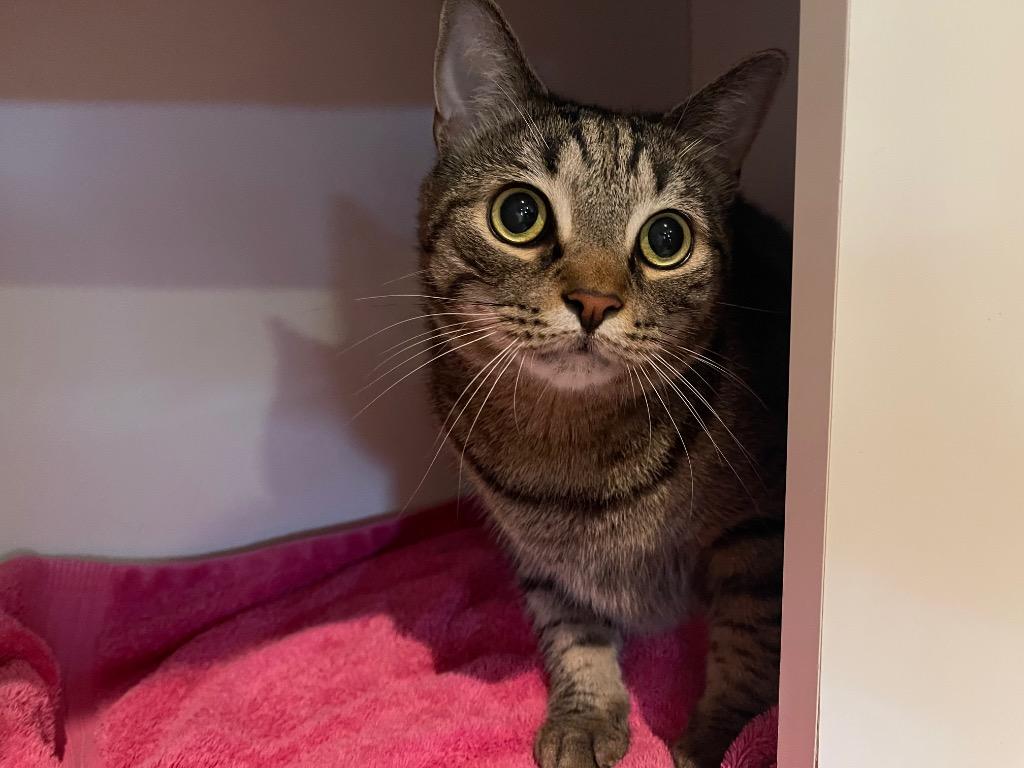 Enlarge Leo, a Adoptable mixed breed in Hyde Park, NY image 3/3