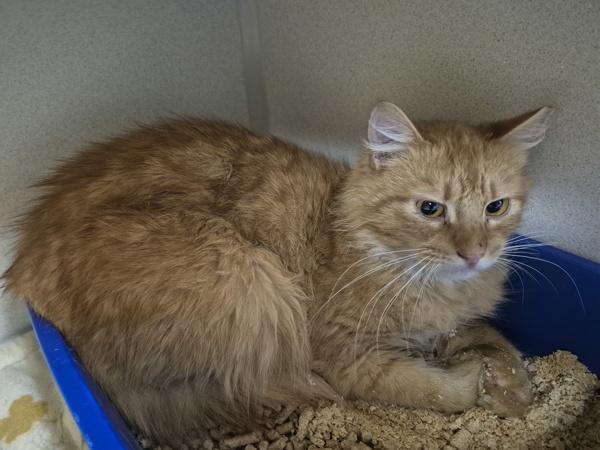 Hestu - Working Cat, Adoptable, Adult Male Domestic Medium Hair.