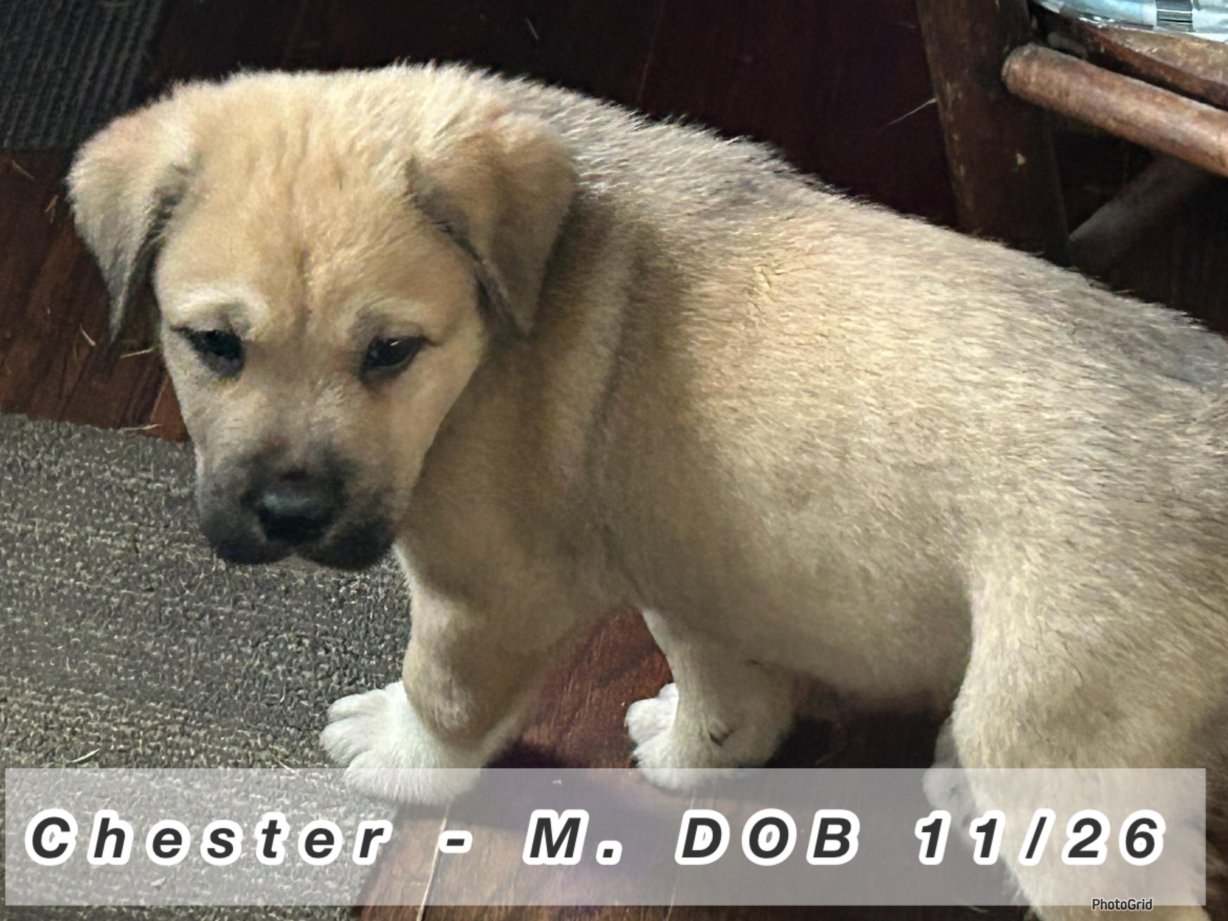 Enlarge Chester, a ADOPTABLE mixed breed in Troupsburg, NY image 1/1