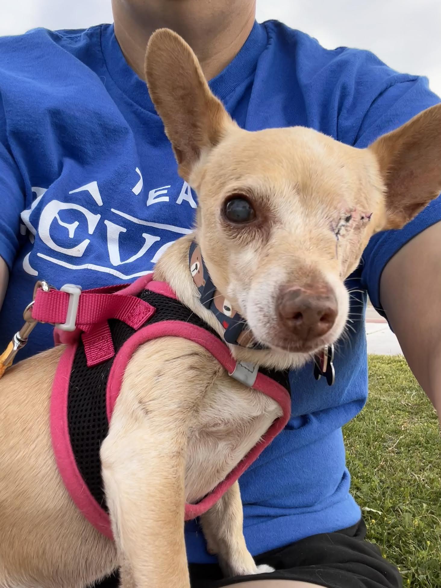 Herbie, a ADOPTABLE Chihuahua in Las Vegas, NV image 4/4