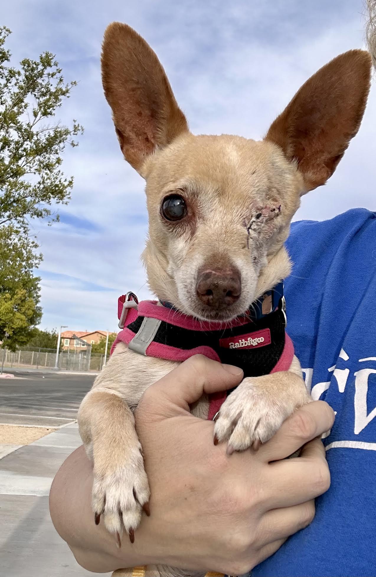 Herbie, ADOPTABLE, Senior Male Chihuahua.