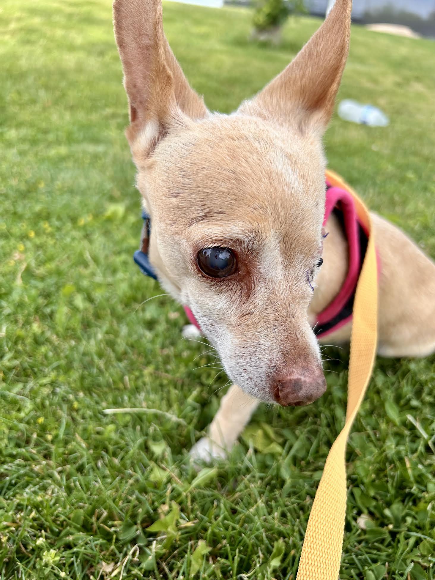 Herbie, a ADOPTABLE Chihuahua in Las Vegas, NV image 2/4