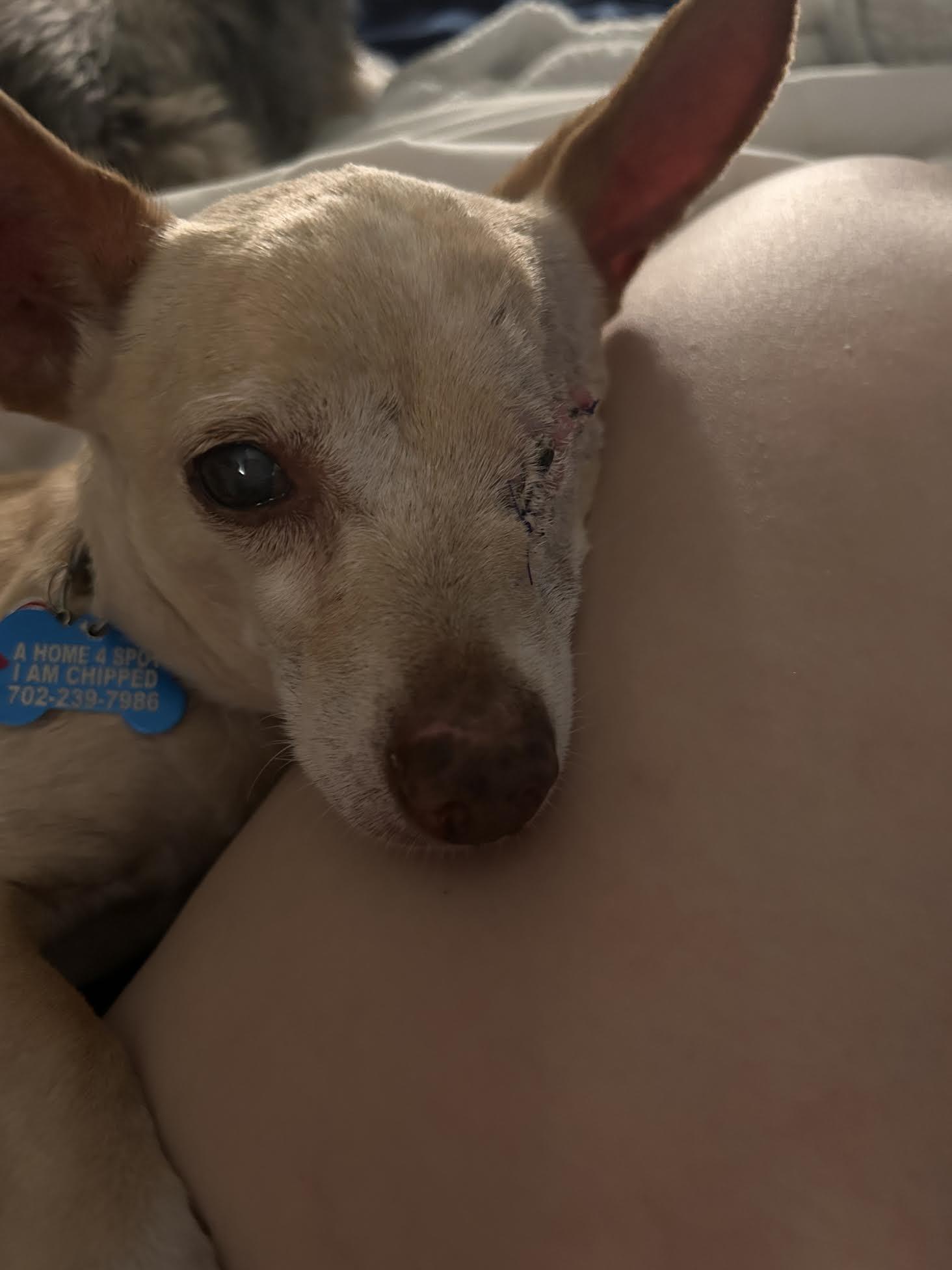 Herbie, a ADOPTABLE Chihuahua in Las Vegas, NV image 3/4