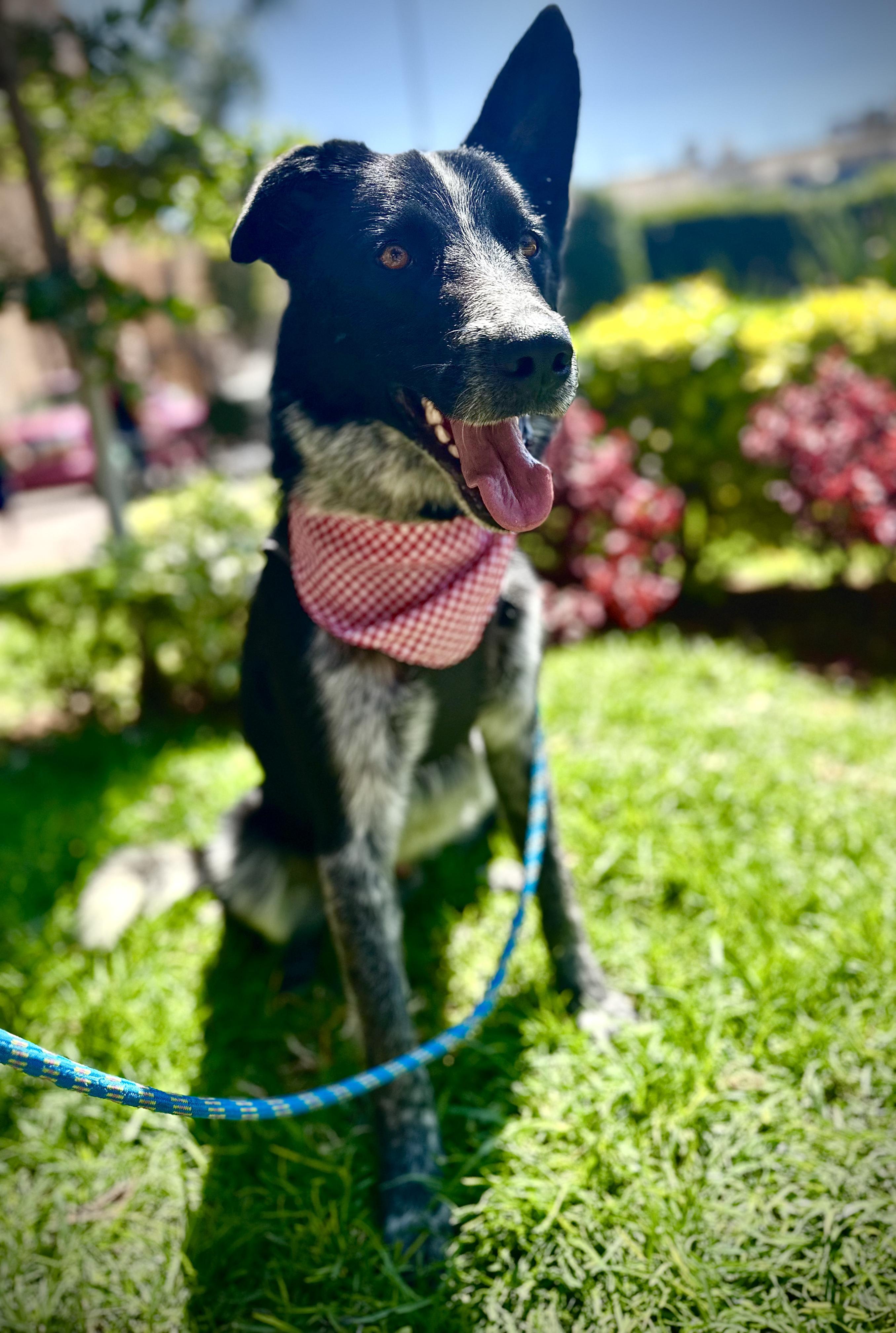 Enlarge Russo, a Adoptable Mixed Breed in Encino, CA image 4/6