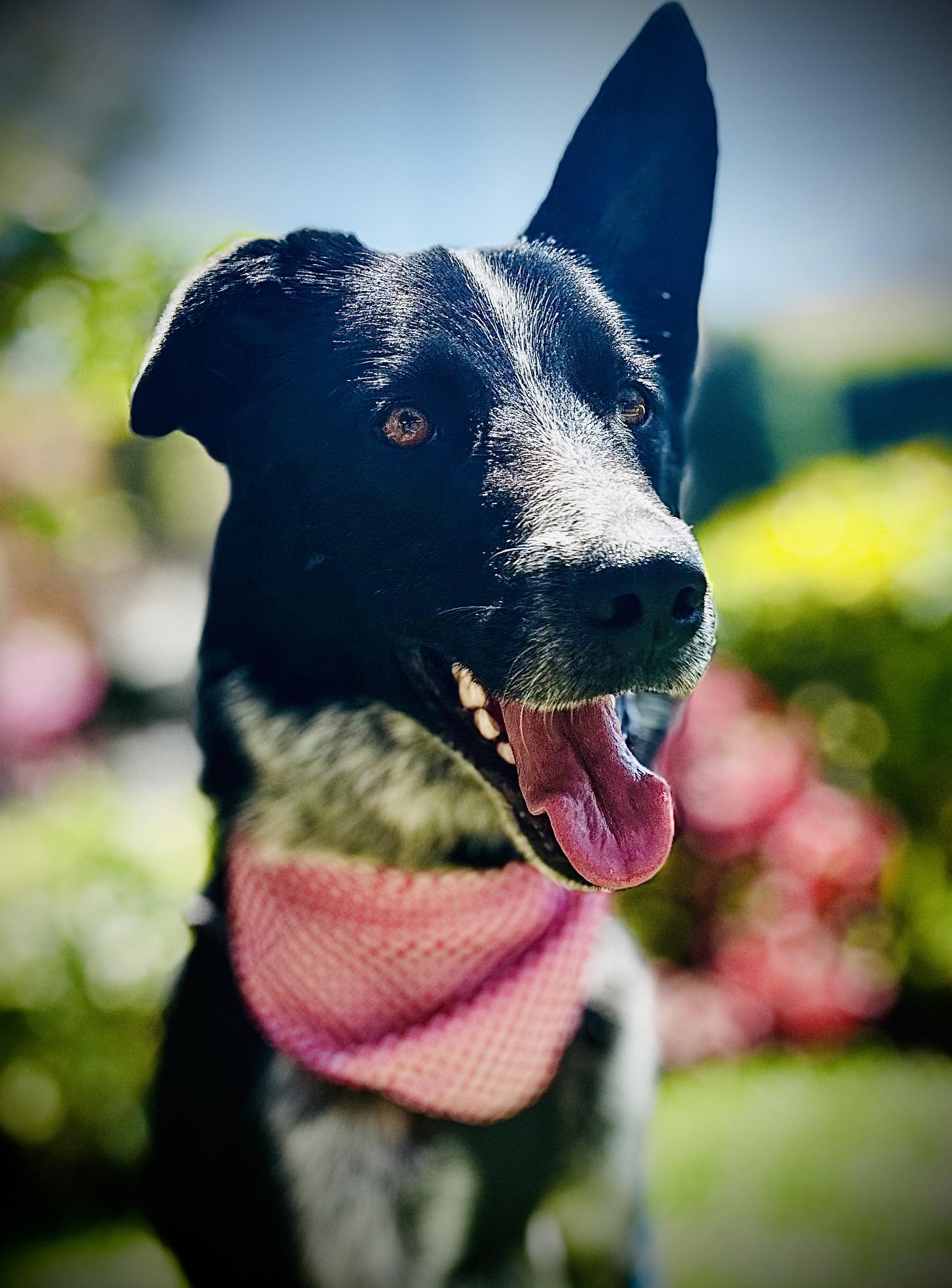 Enlarge Russo, a Adoptable Mixed Breed in Encino, CA image 1/6