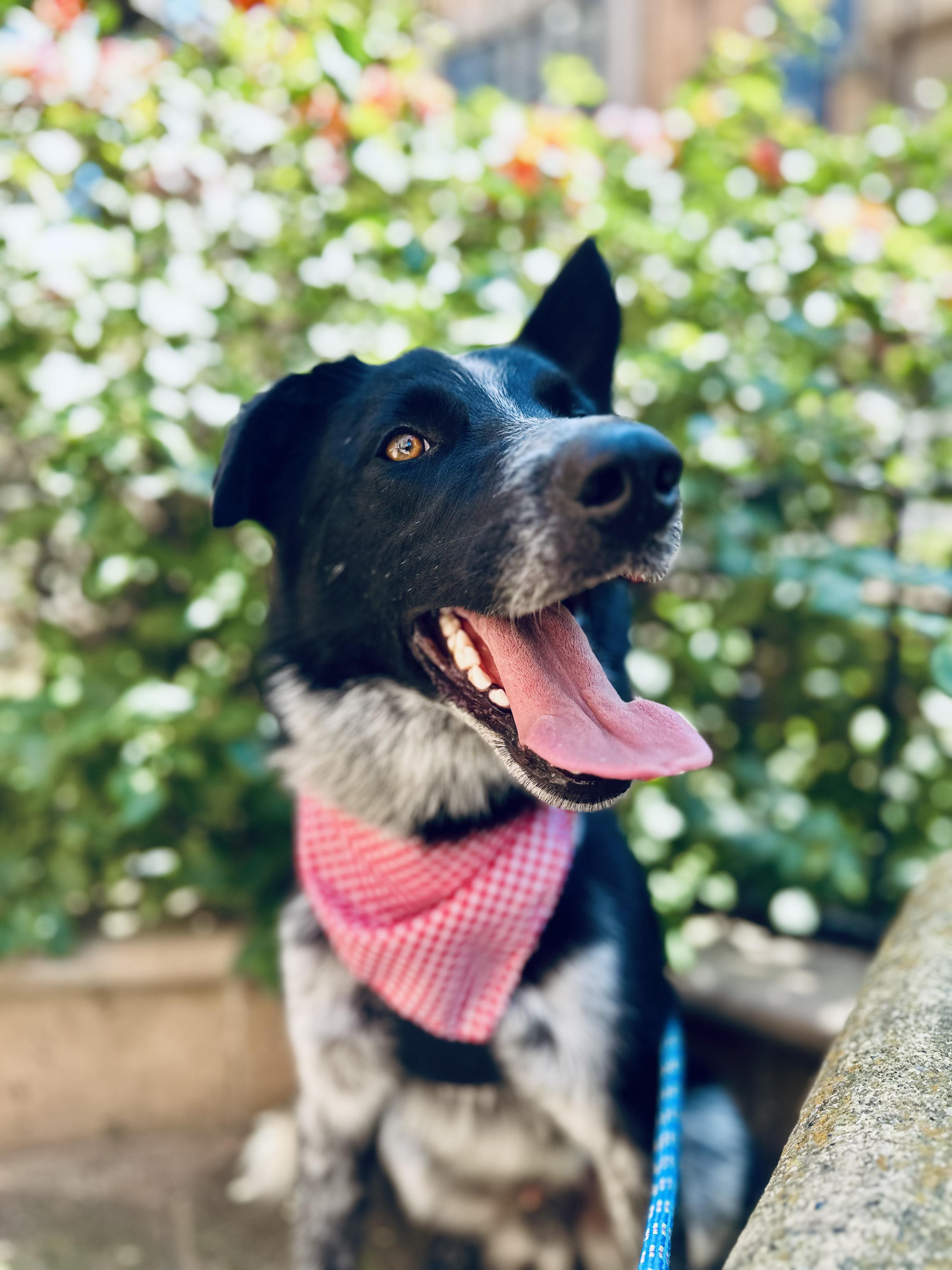 Enlarge Russo, a Adoptable Mixed Breed in Encino, CA image 2/6