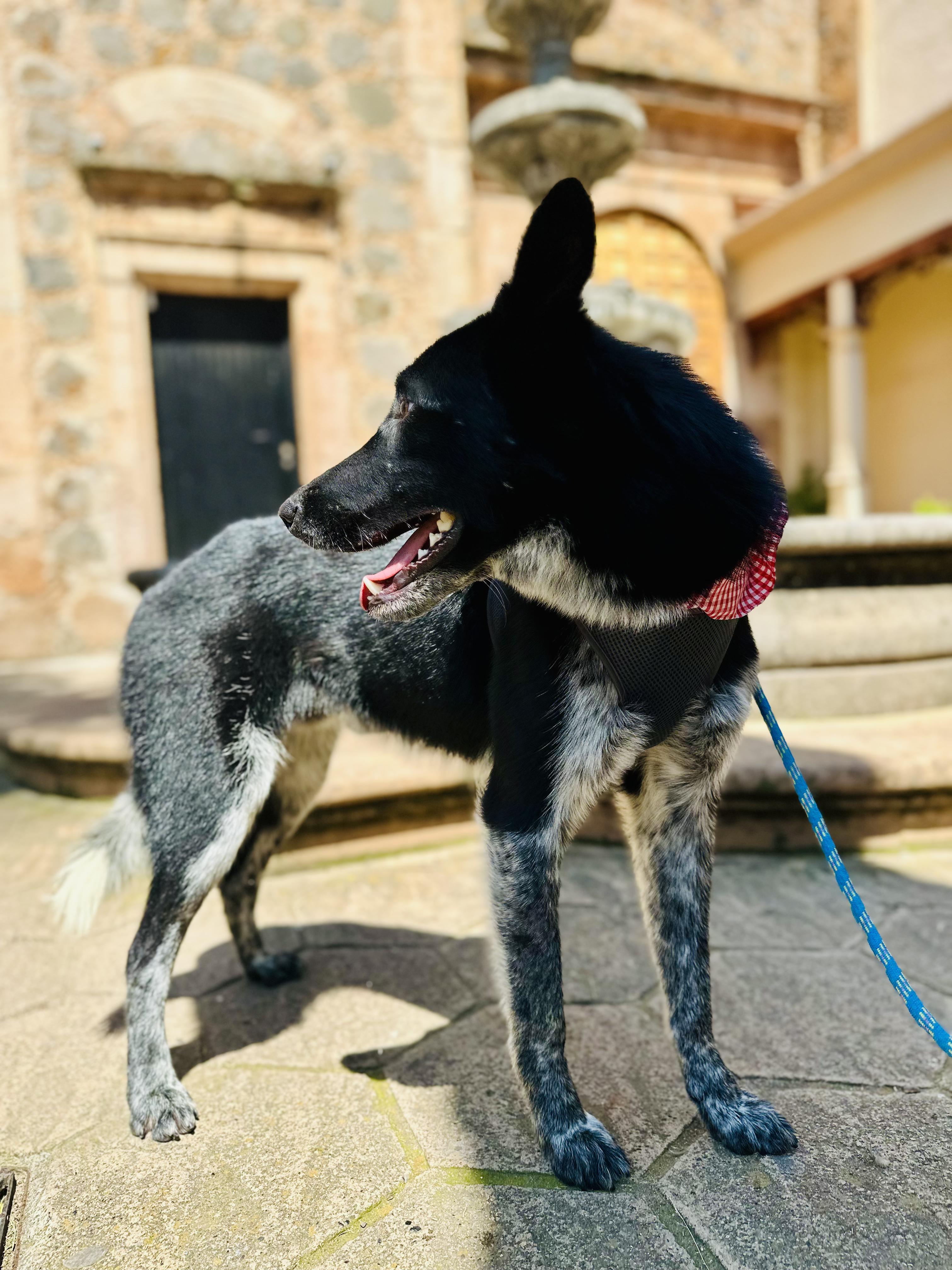 Enlarge Russo, a Adoptable Mixed Breed in Encino, CA image 5/6