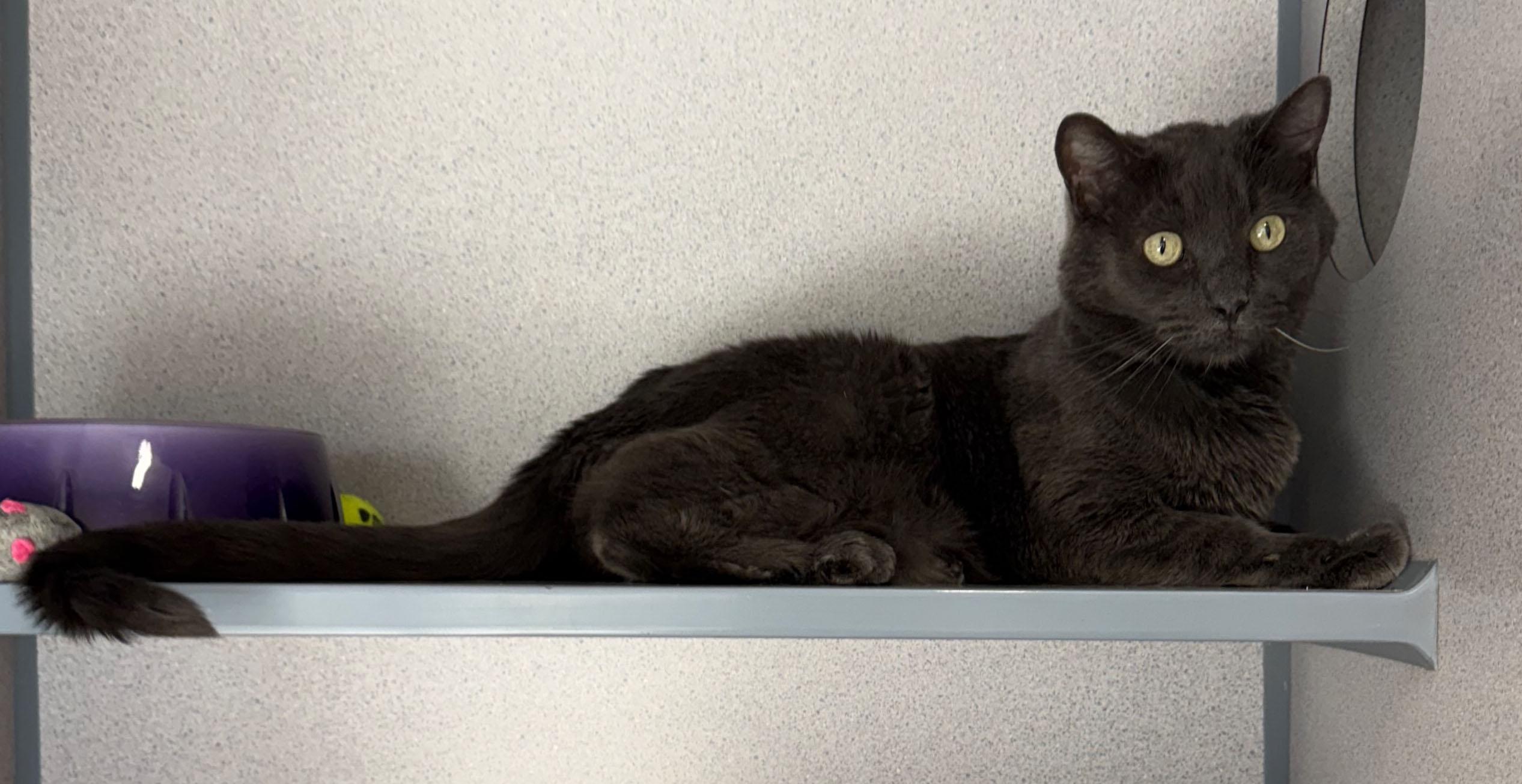 Graham, a Adoptable Domestic Short Hair in Gardnerville, NV image 3/3