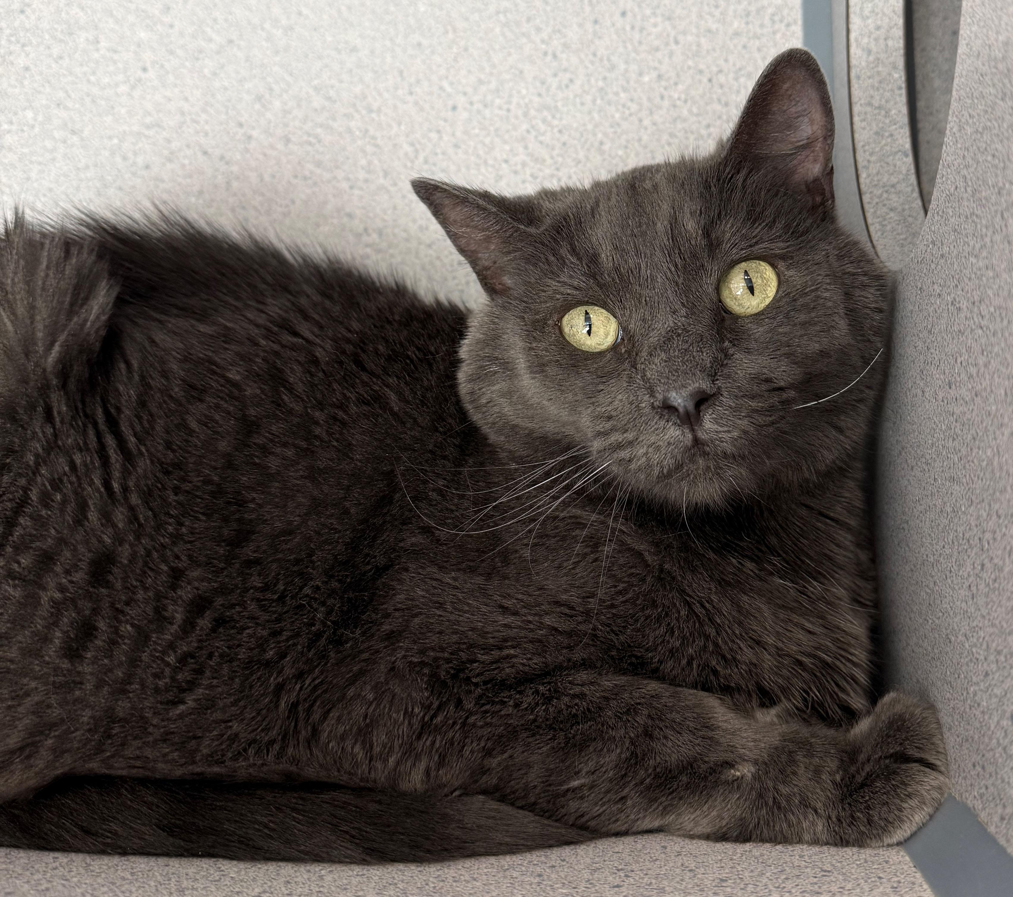 Graham, a Adoptable Domestic Short Hair in Gardnerville, NV image 1/3