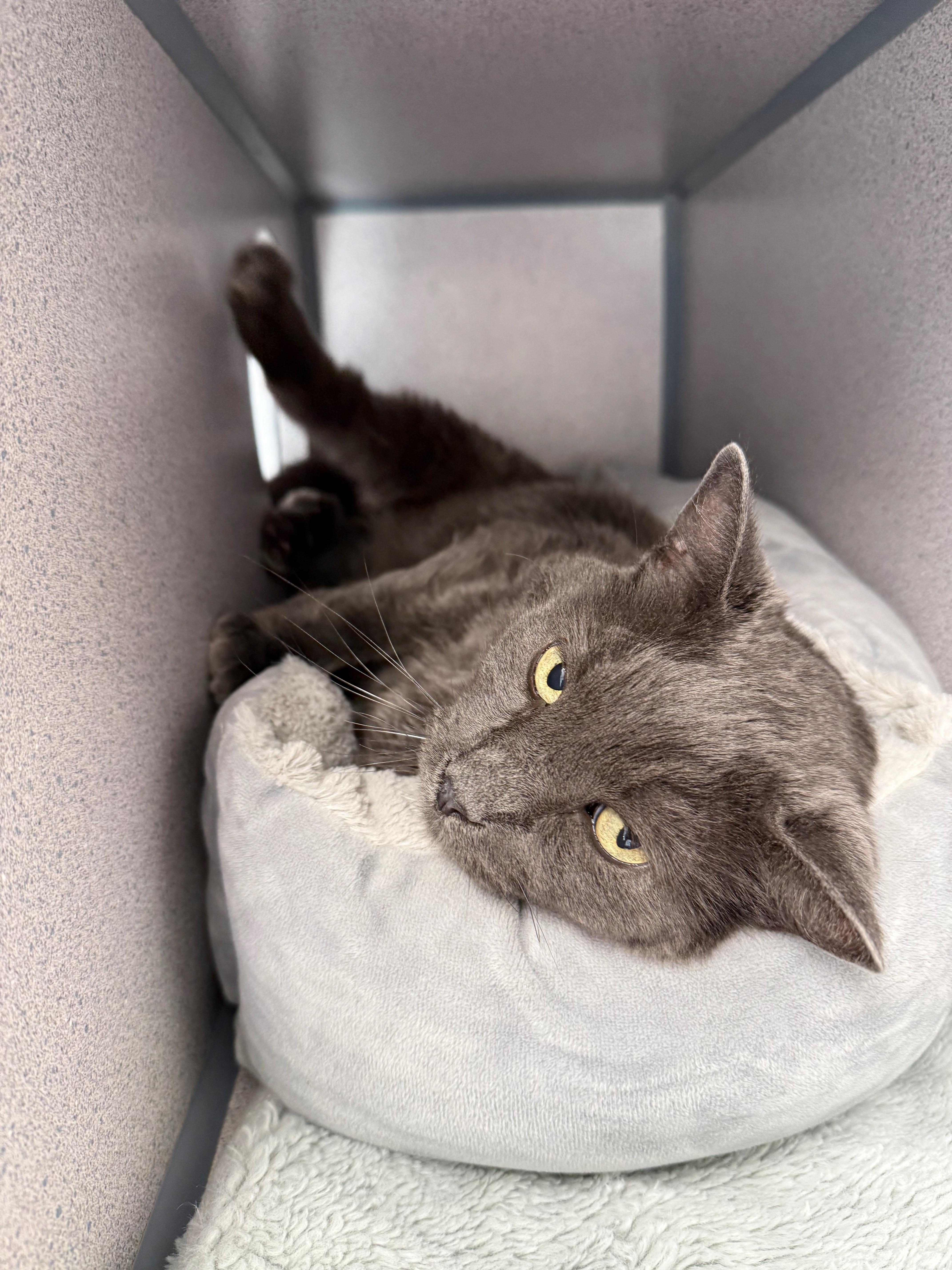 Graham, a Adoptable Domestic Short Hair in Gardnerville, NV image 2/3