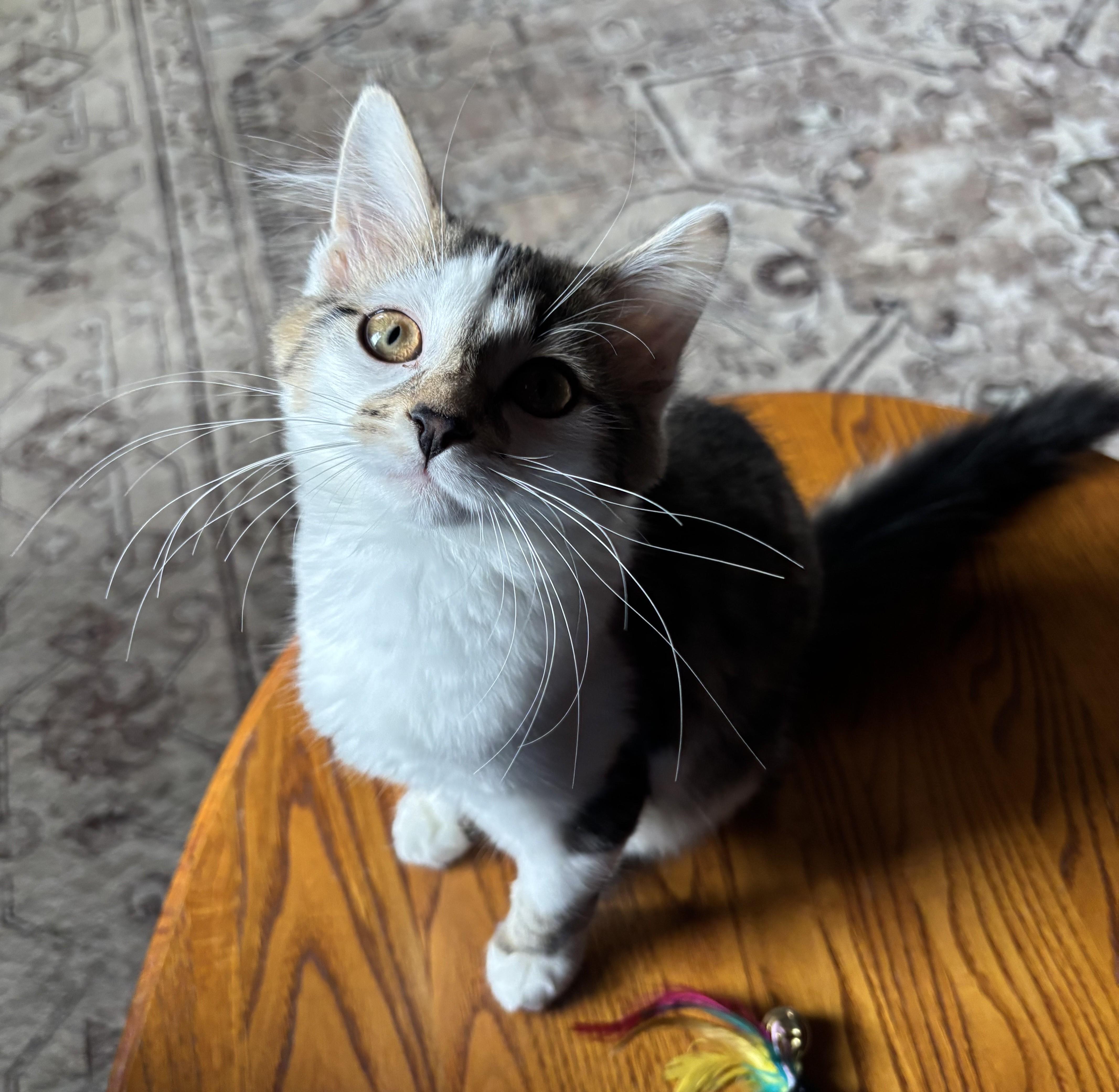 Enlarge Shaju, an adopted Domestic Medium Hair in Stuart, VA image 1/2