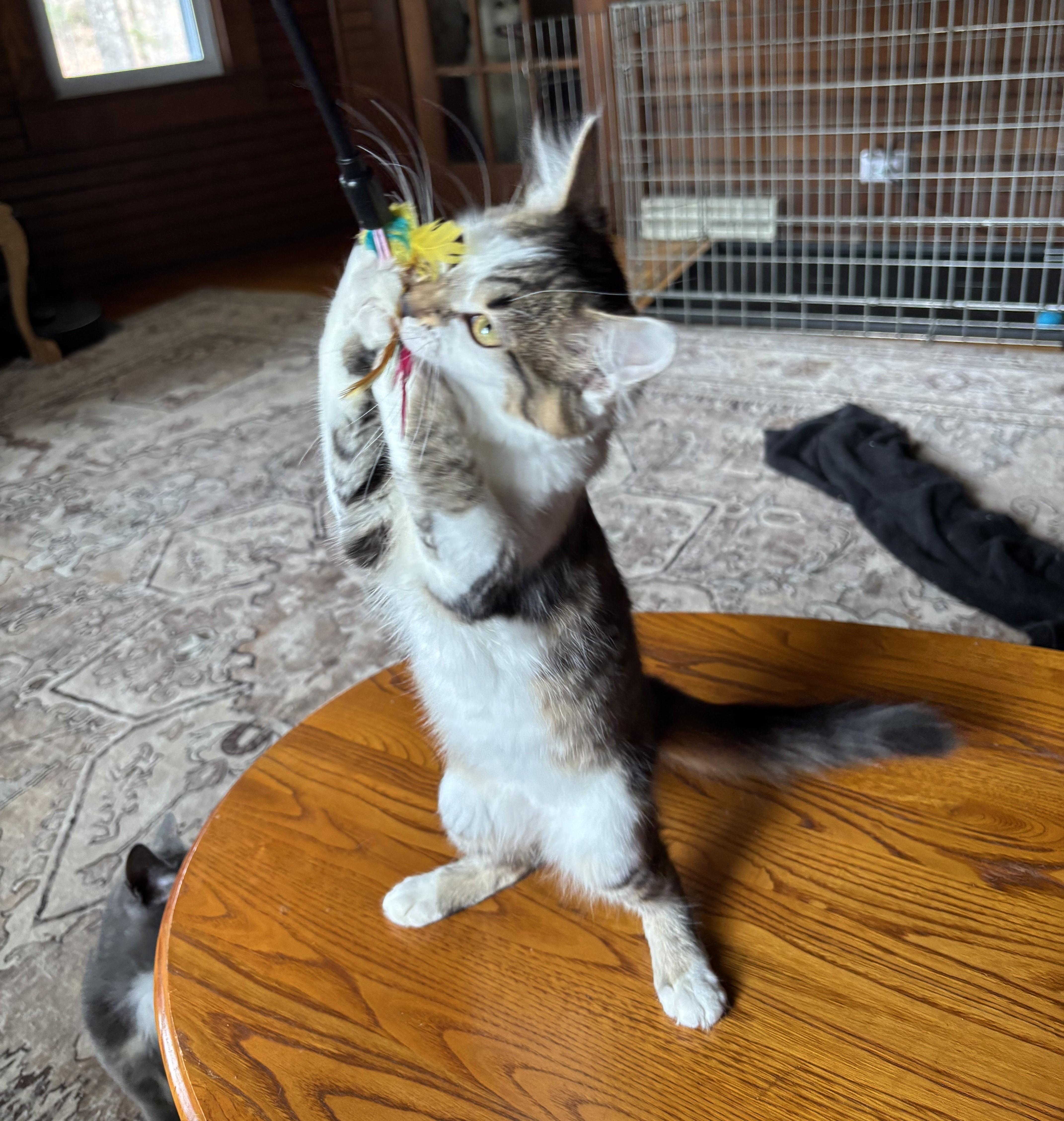 Enlarge Shaju, an adopted Domestic Medium Hair in Stuart, VA image 2/2