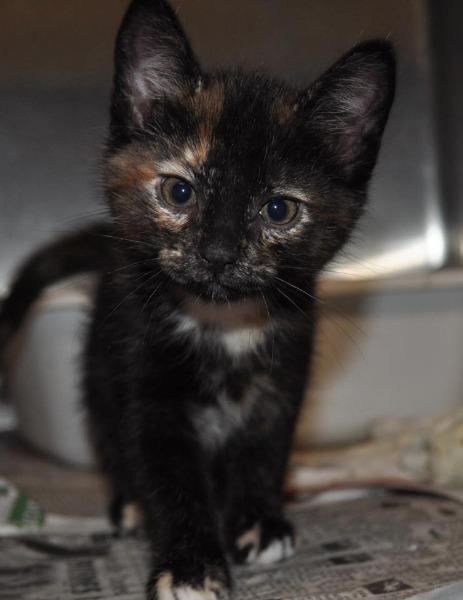 Enlarge Vin (Jada), a Adoptable mixed breed in Madison, AL image 1/3