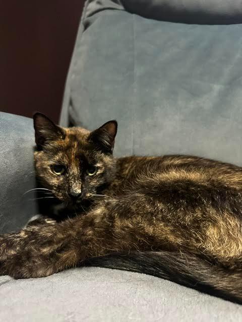 Enlarge Vin (Jada), a Adoptable mixed breed in Madison, AL image 2/3